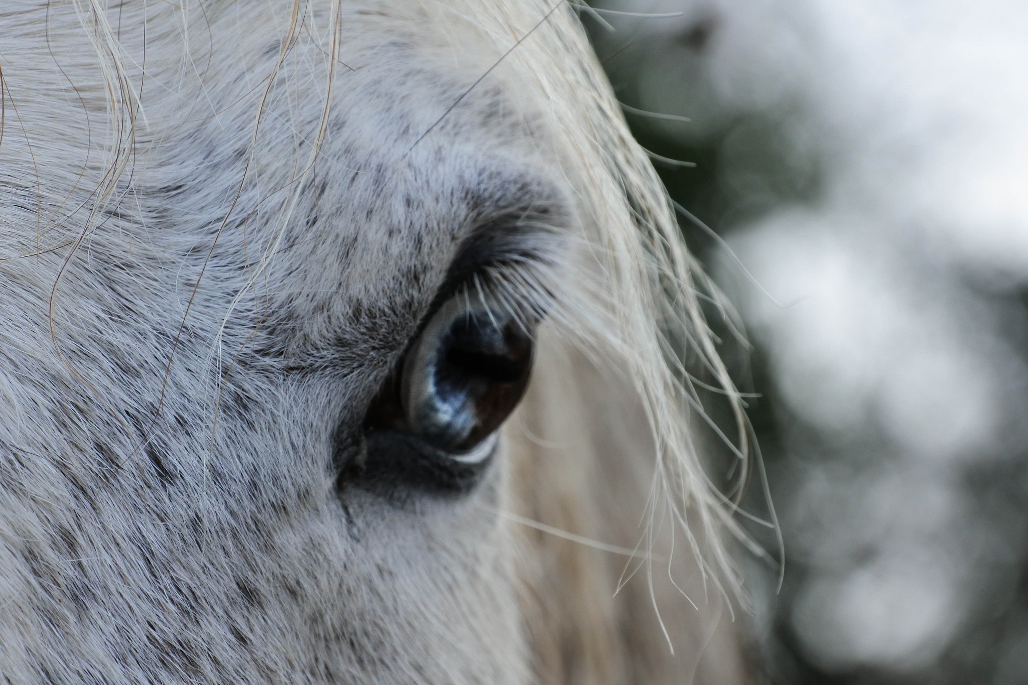 Nikon 1 J5 sample photo. Elusive horse eye photography