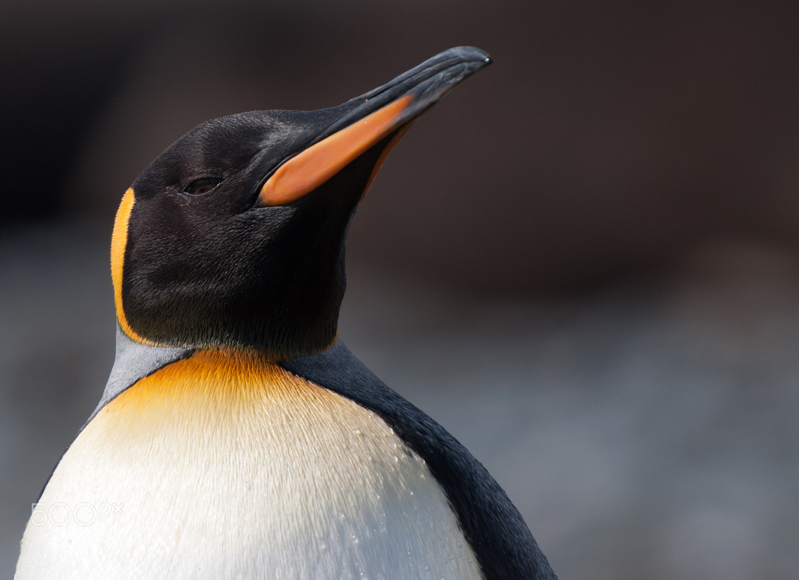 Nikon AF-S Nikkor 70-200mm F2.8G ED VR II sample photo. Proud king penguin photography