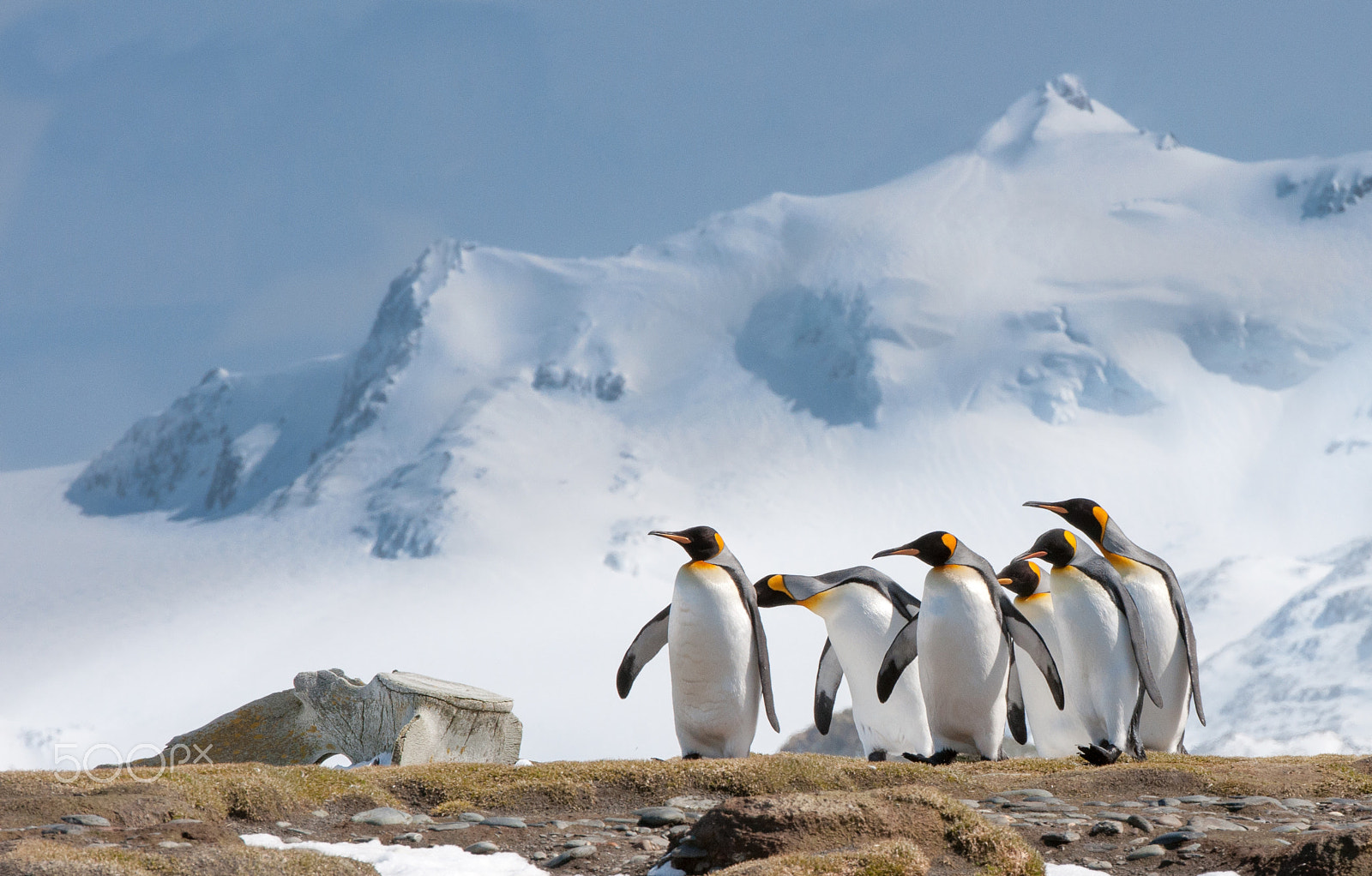 Nikon D90 sample photo. Curious king penguins photography