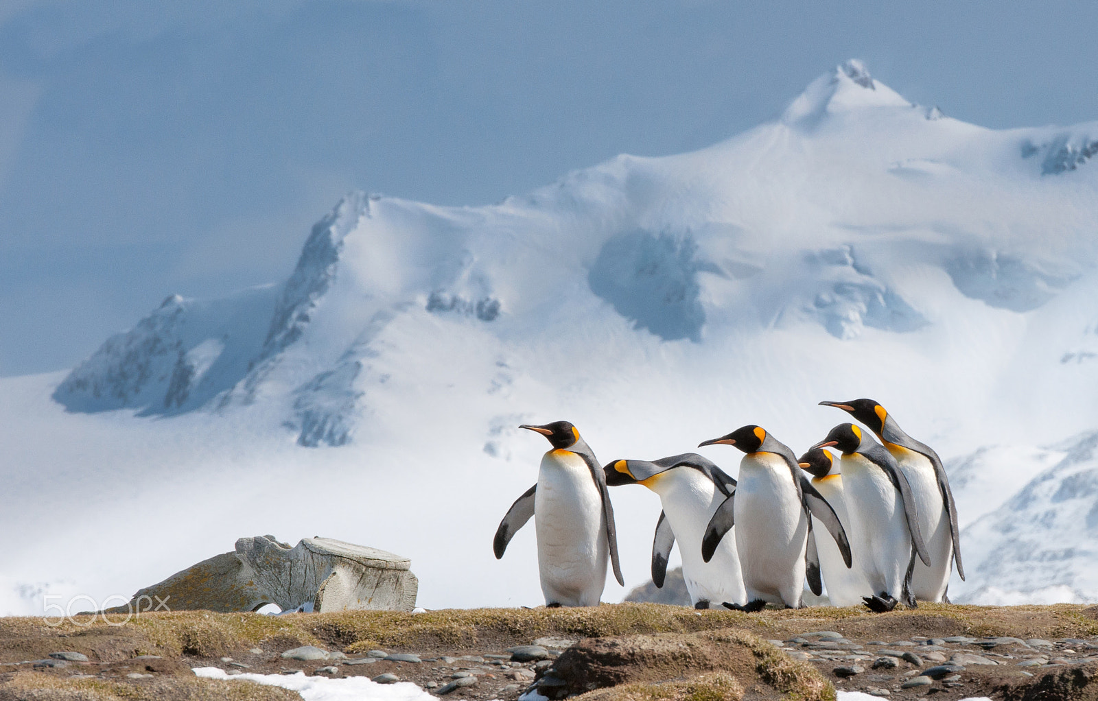 Nikon AF-S Nikkor 70-200mm F2.8G ED VR II sample photo. Curious king penguins photography