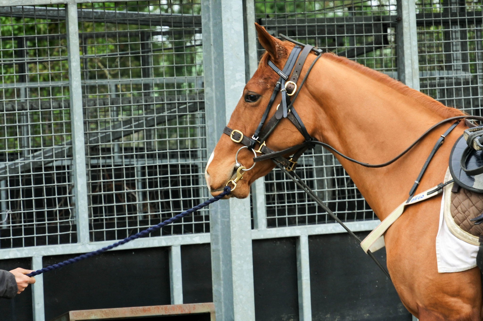 Nikon 1 Nikkor VR 30-110mm F3.8-5.6 sample photo. Bos project horse photography