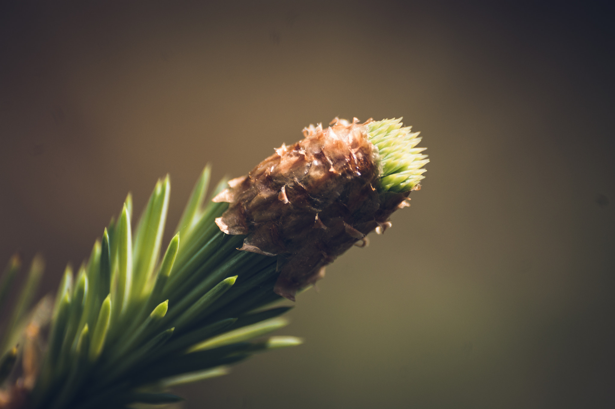 Sony 75-300mm F4.5-5.6 sample photo. Spruce photography