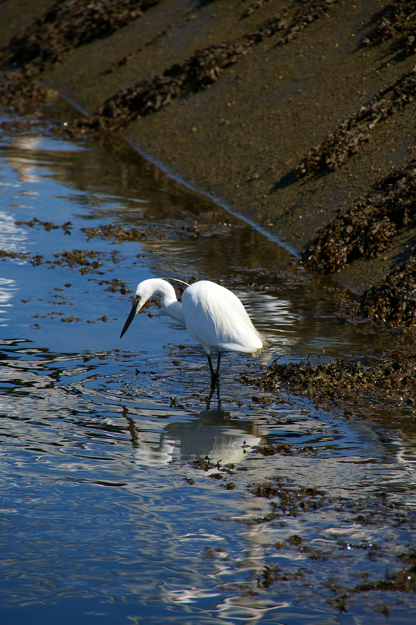 Pentax *ist DL sample photo. Le crouesty entrée du golfe photography