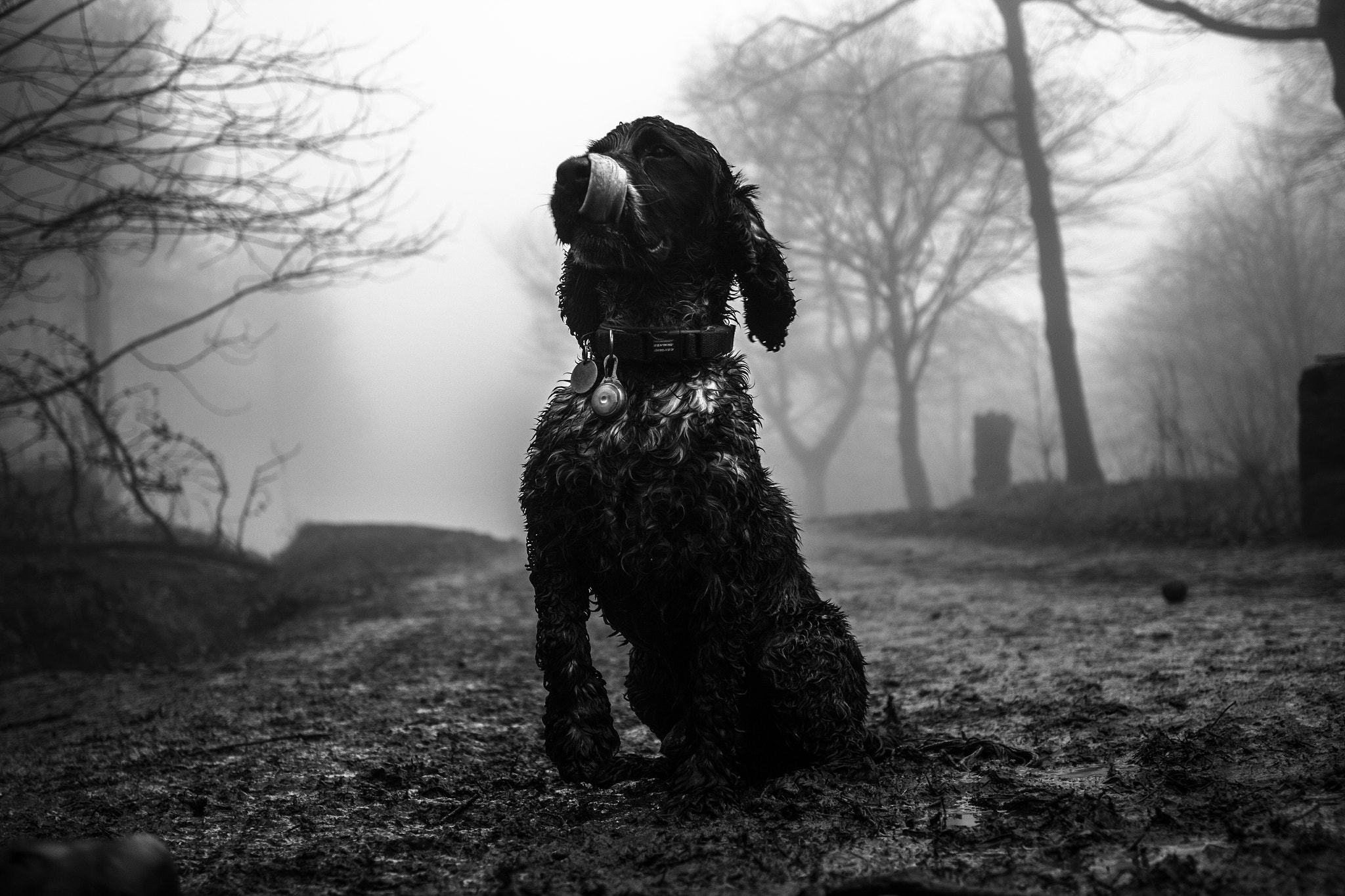 Canon EF 24mm F2.8 IS USM sample photo. Dog lick photography