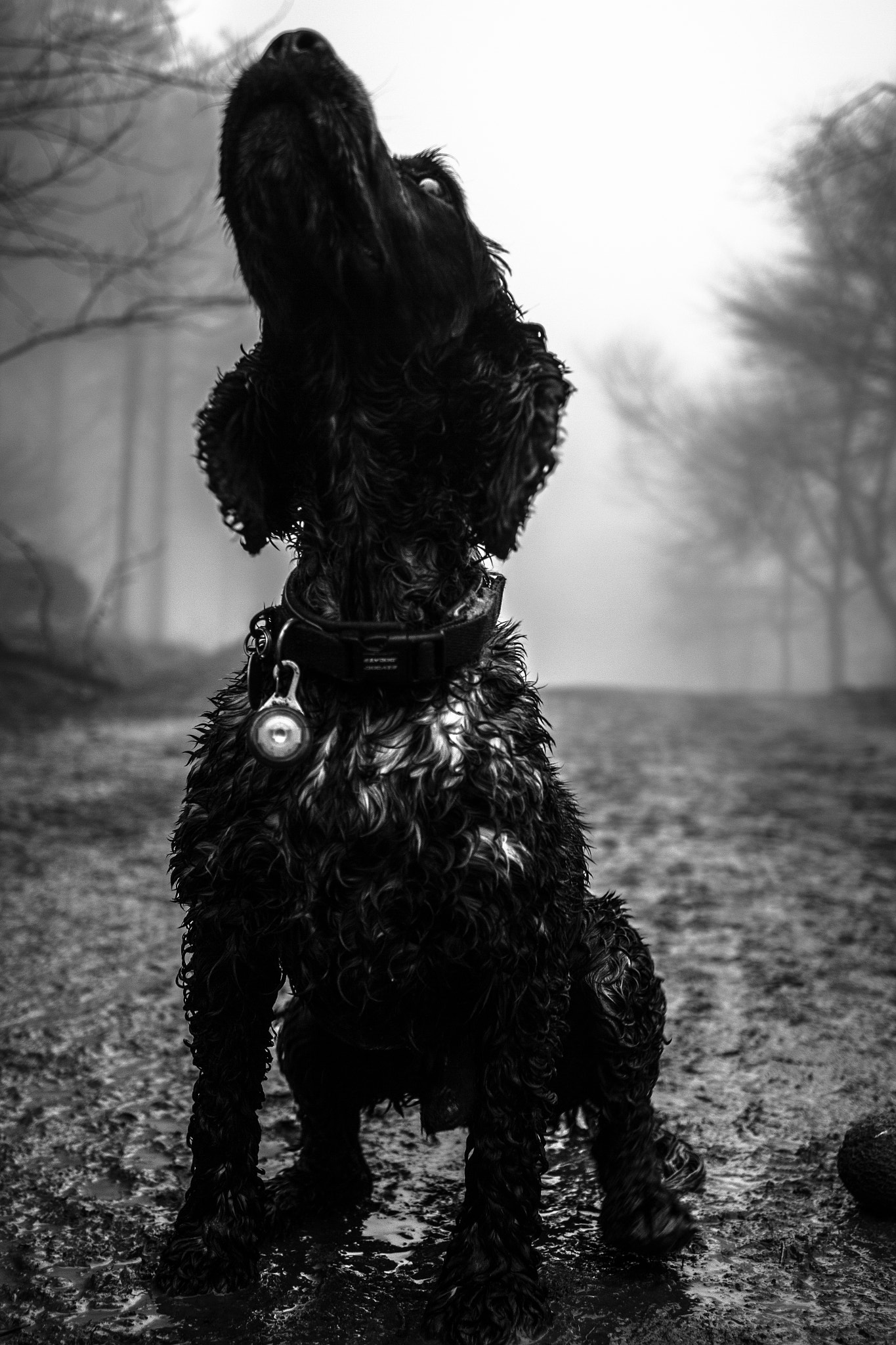 Canon EF 24mm F2.8 IS USM sample photo. Dog dino photography