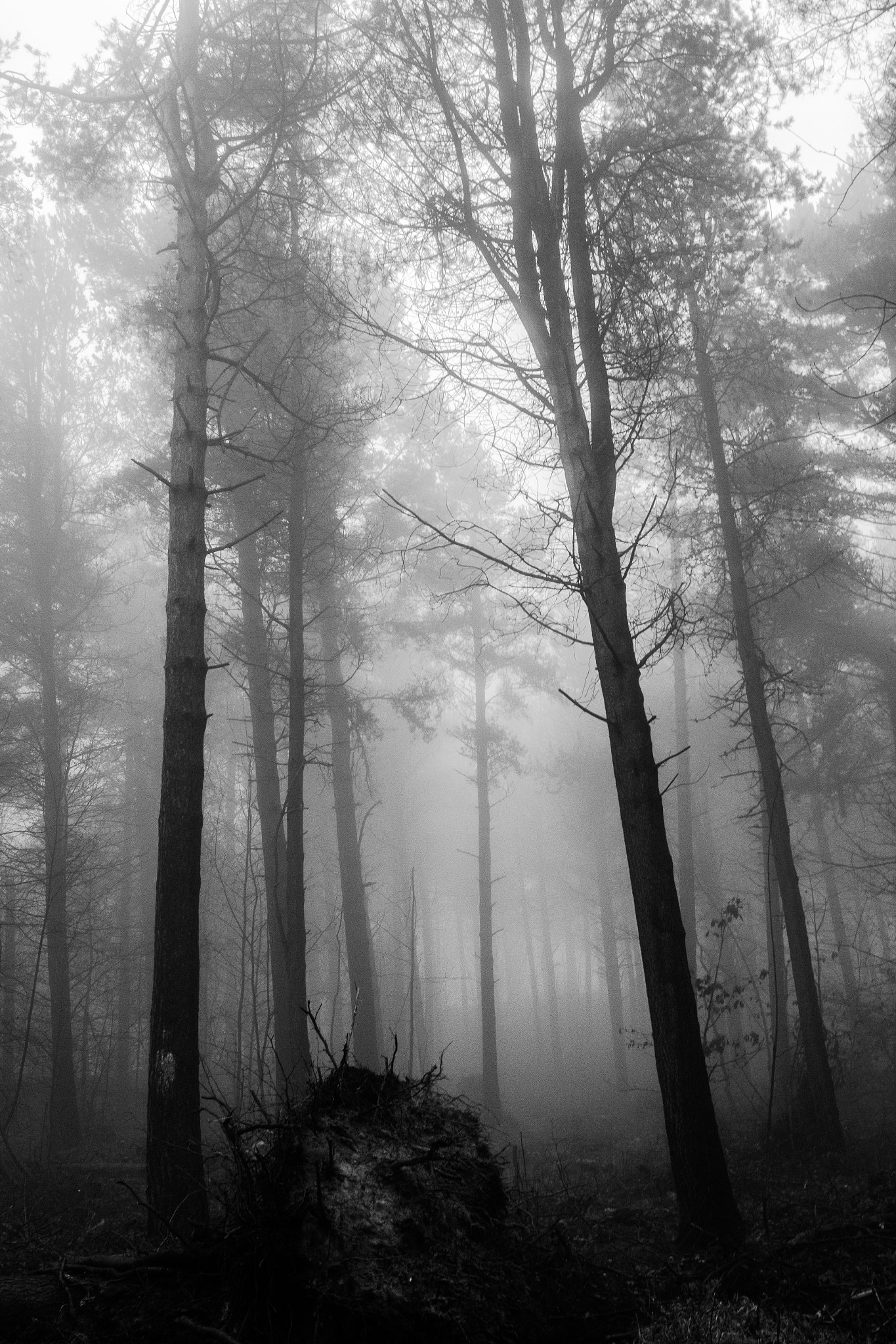 Canon EF 24mm F2.8 IS USM sample photo. Tree fog photography
