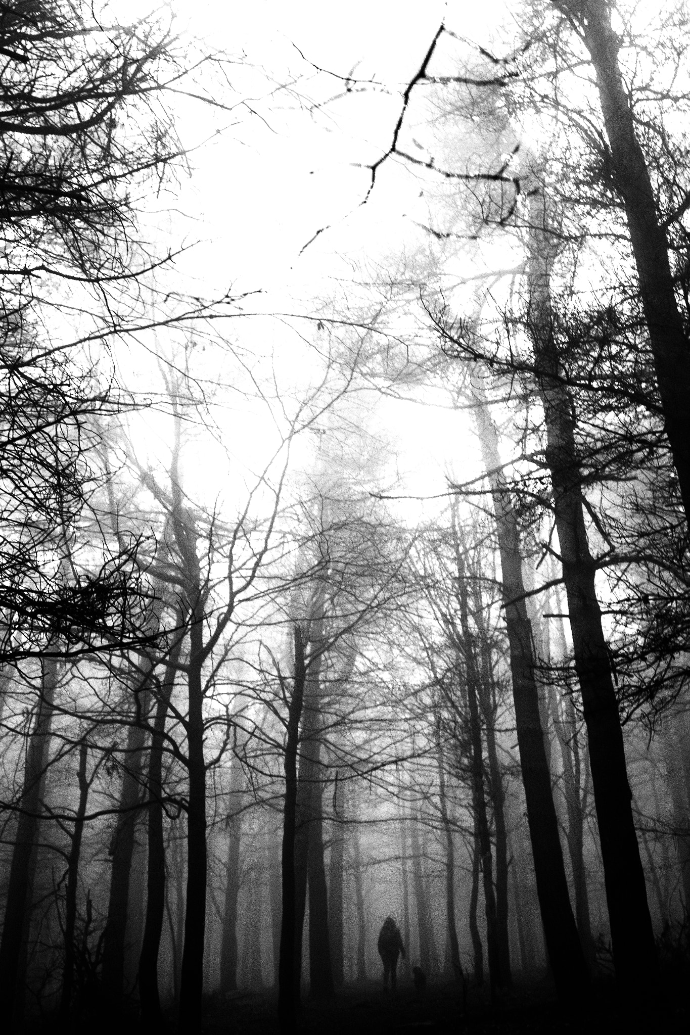 Canon EF 24mm F2.8 IS USM sample photo. Trees photography