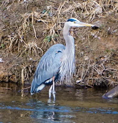 Sony a6300 + Sony E 55-210mm F4.5-6.3 OSS sample photo. Perfect heron photography