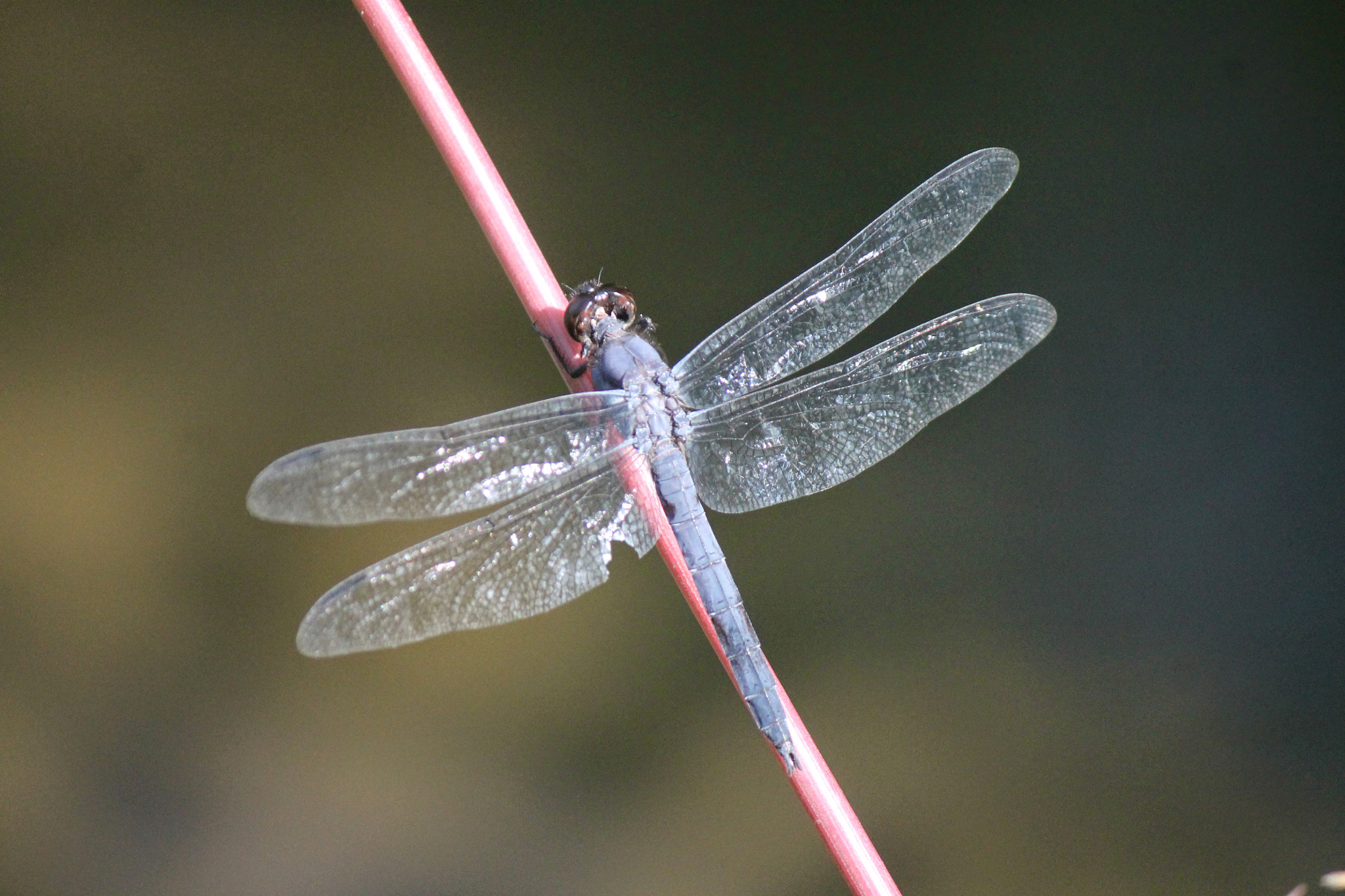 Canon EF-S 55-250mm F4-5.6 IS sample photo. Dragonfly photography