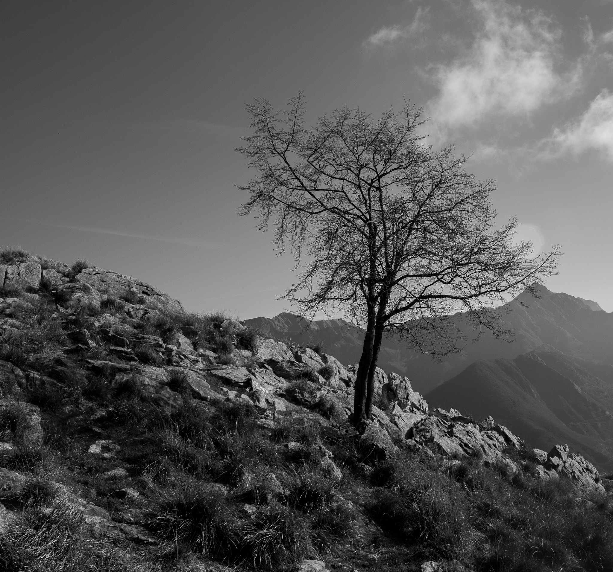 Canon EOS 750D (EOS Rebel T6i / EOS Kiss X8i) sample photo. Tree portrait photography