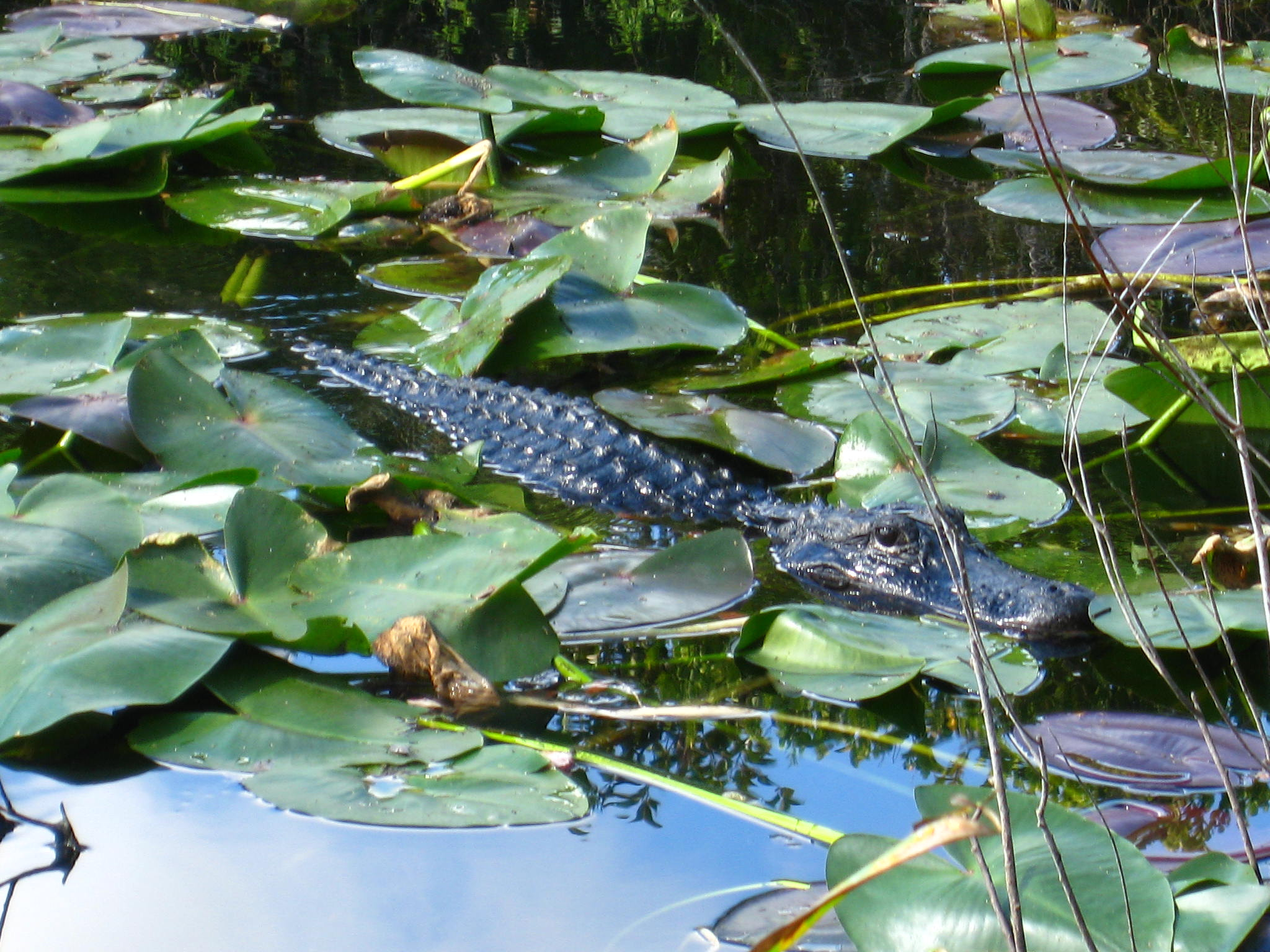 Canon POWERSHOT SD850 IS sample photo. Swimming alligator photography