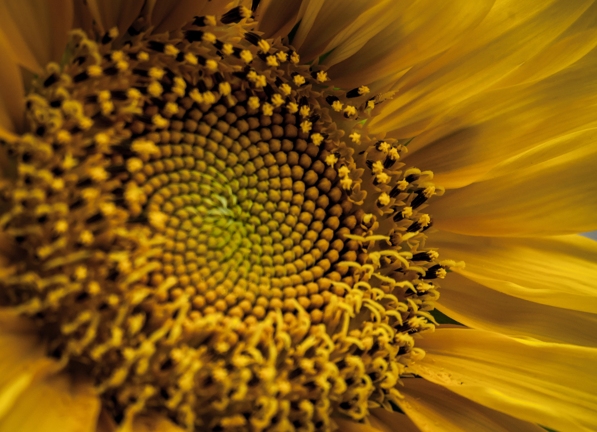 Nikon D70 sample photo. Flower photography