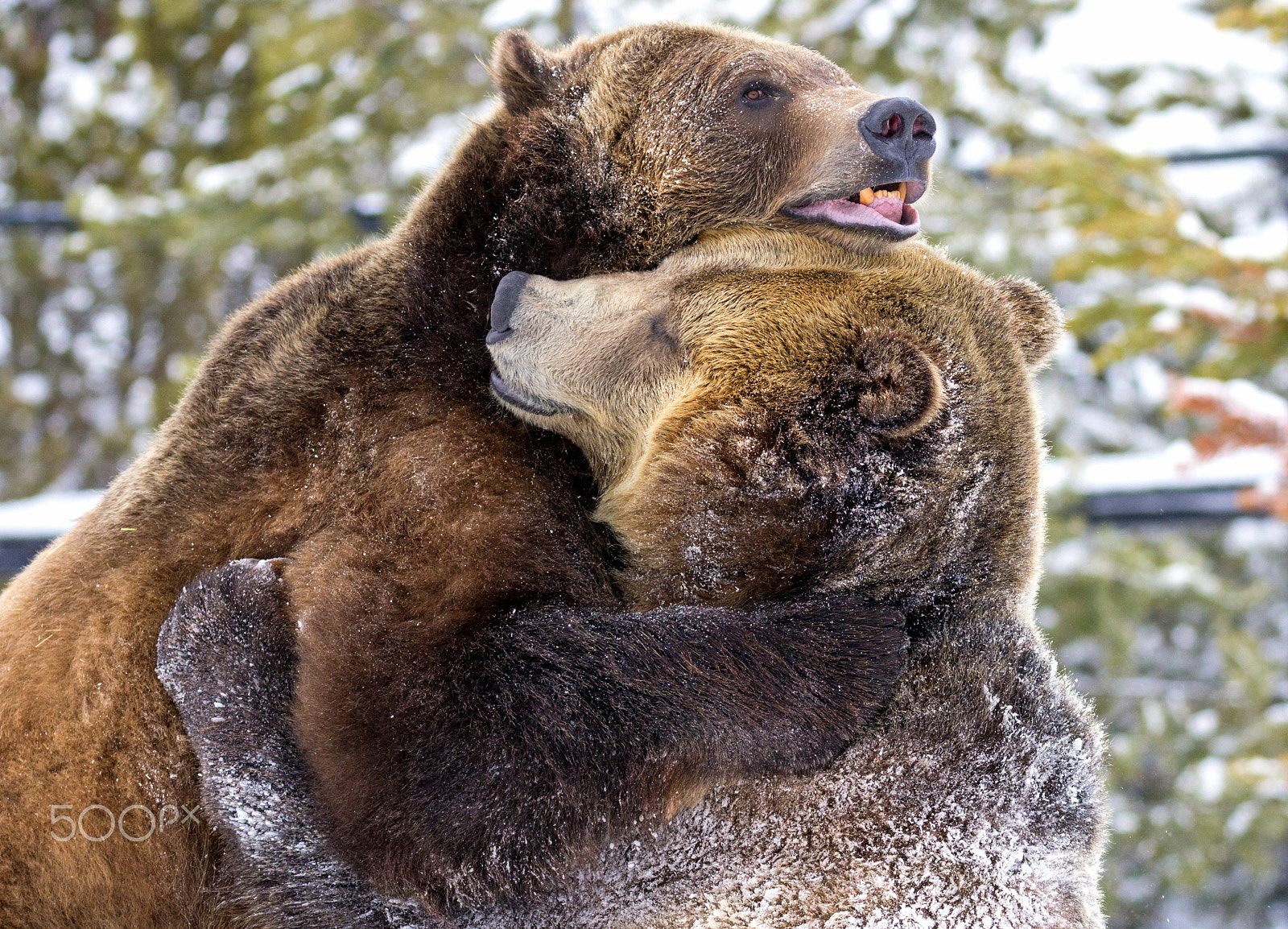 Canon EOS 60D sample photo. Bear hug photography