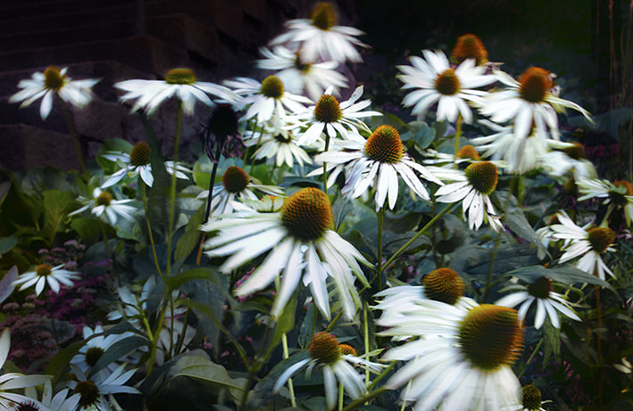 Olympus PEN E-P2 sample photo. Flowers in motion photography