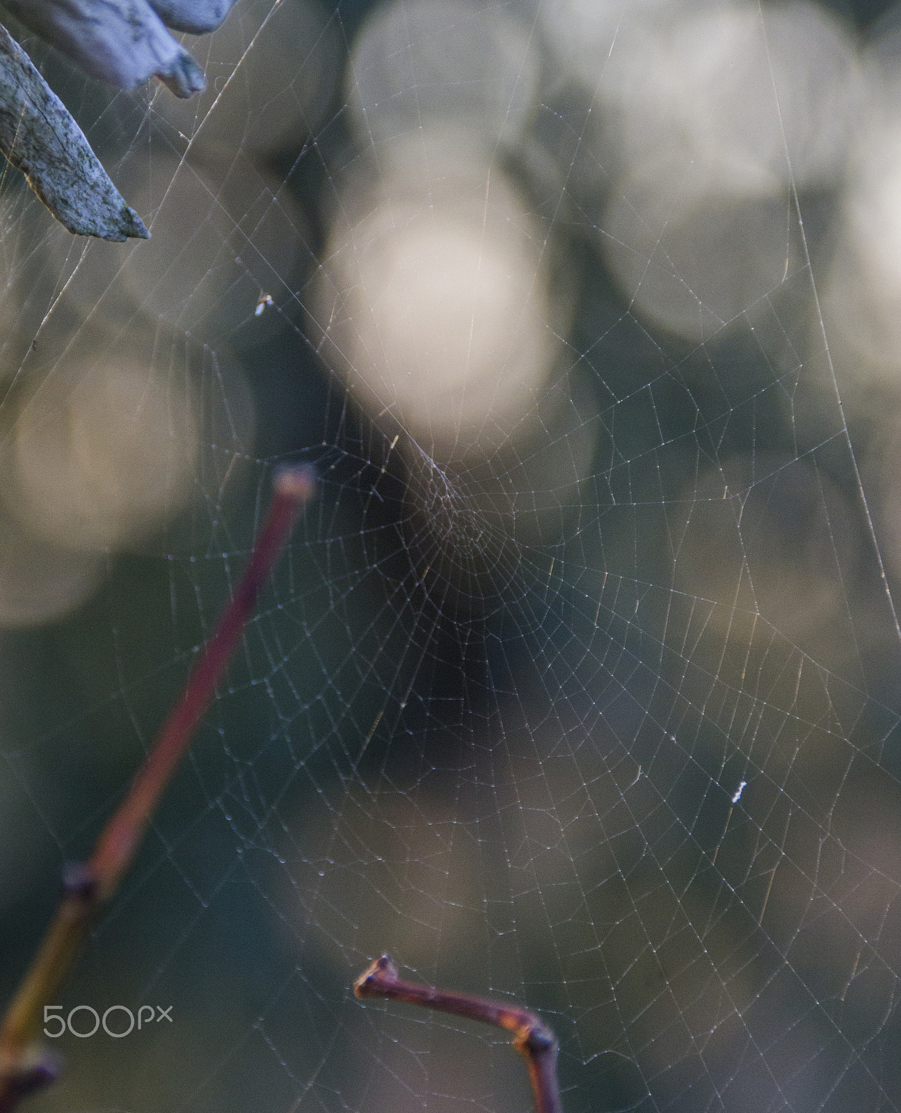 Canon EF 75-300mm F4.0-5.6 IS USM sample photo. Web photography