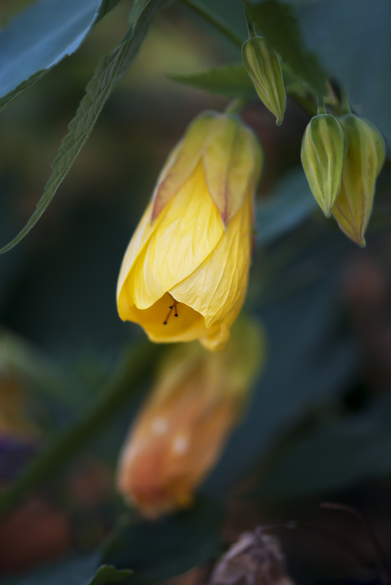 Nikon D60 + Nikon AF-S Micro-Nikkor 105mm F2.8G IF-ED VR sample photo. Yellow flowering maple bud photography
