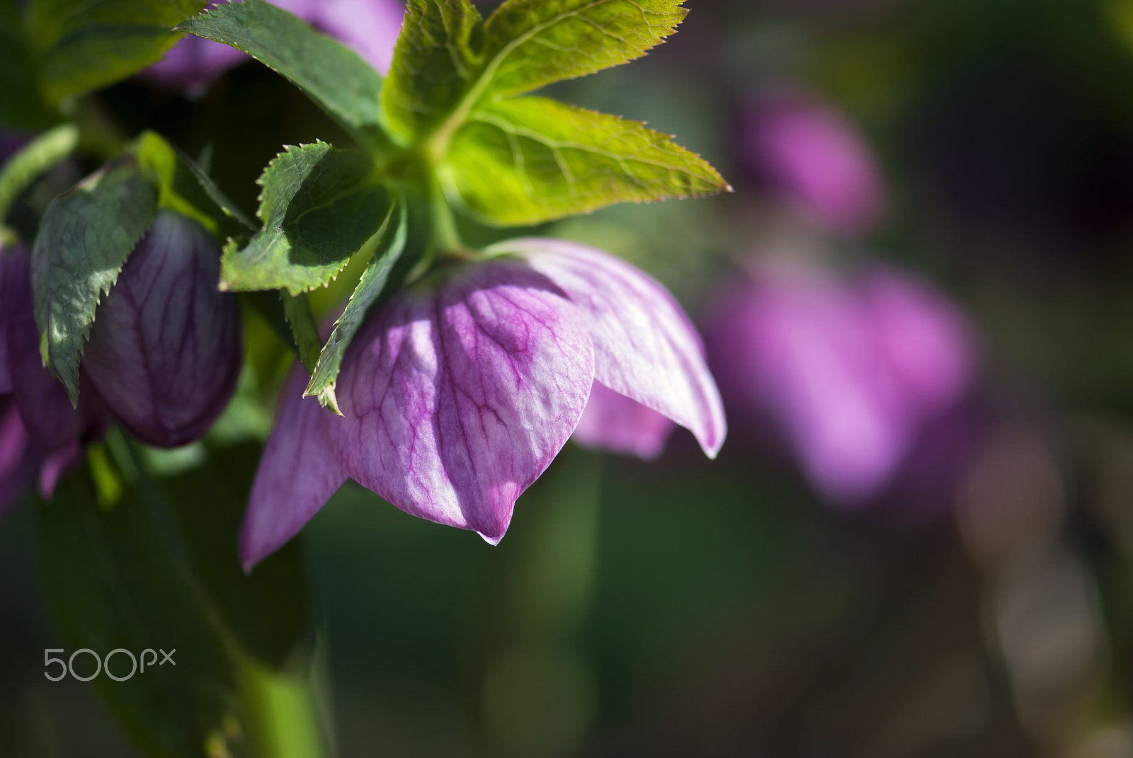 Nikon AF-S Micro-Nikkor 105mm F2.8G IF-ED VR sample photo. Pink lenten rose flower photography