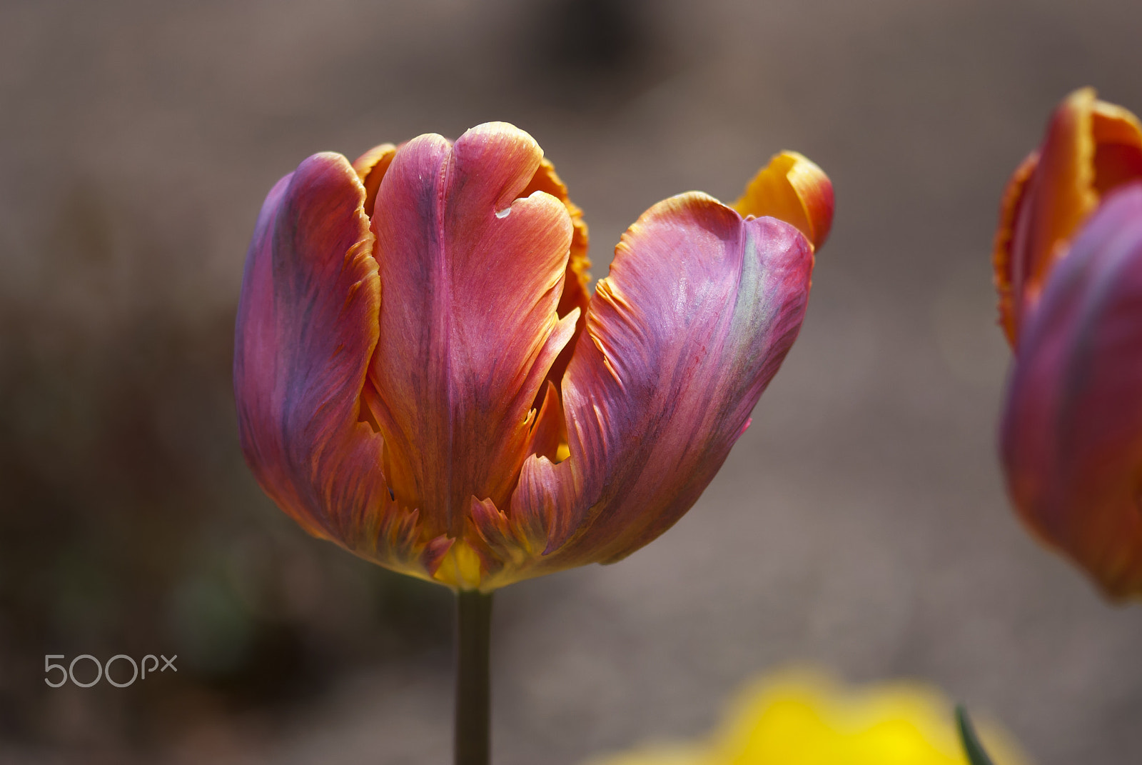 Nikon AF-S Micro-Nikkor 105mm F2.8G IF-ED VR sample photo. Pink and orange parrot tulip photography