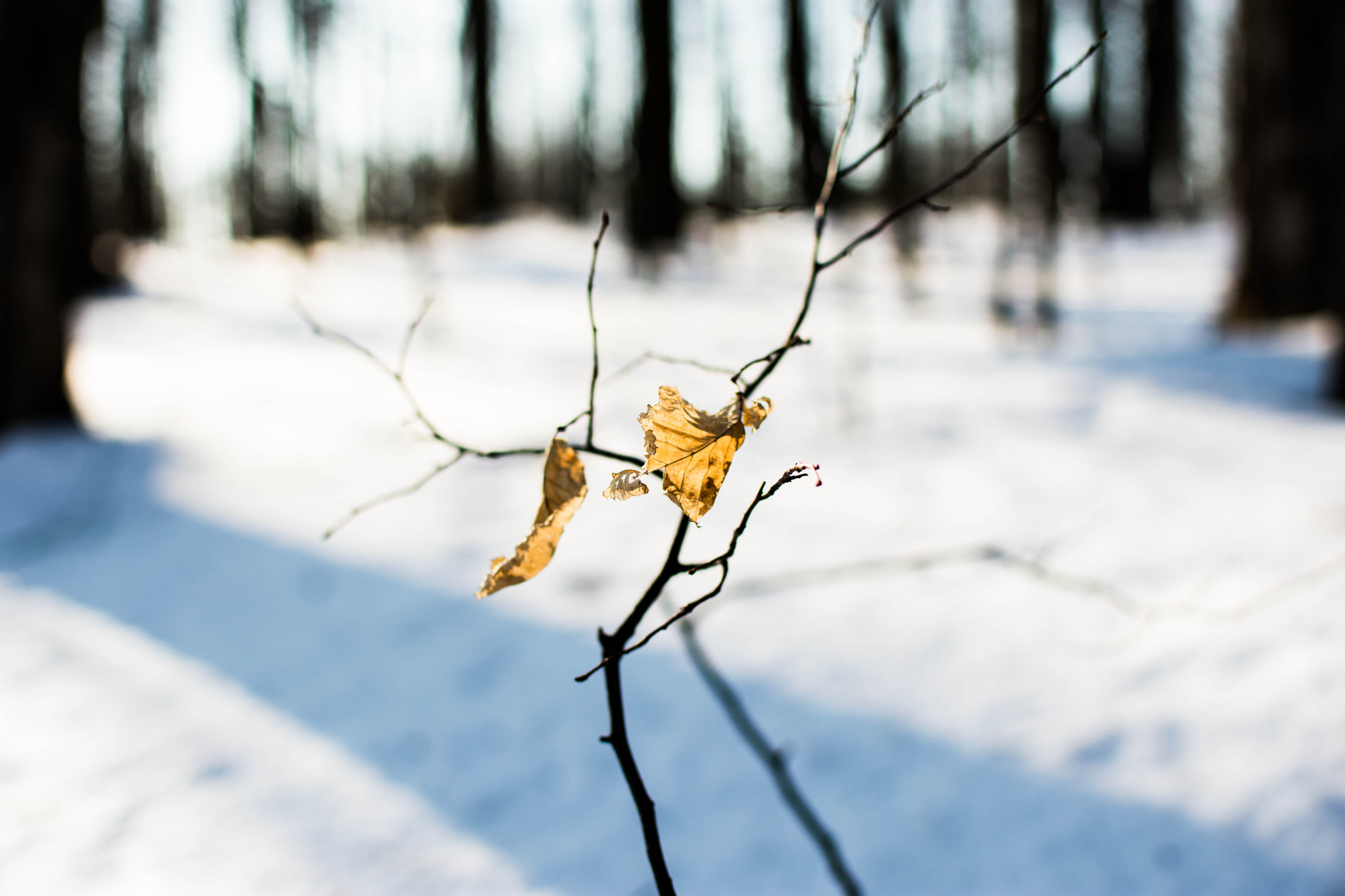 Nikon D3400 + Nikon AF-S DX Nikkor 35mm F1.8G sample photo. Feuilles photography