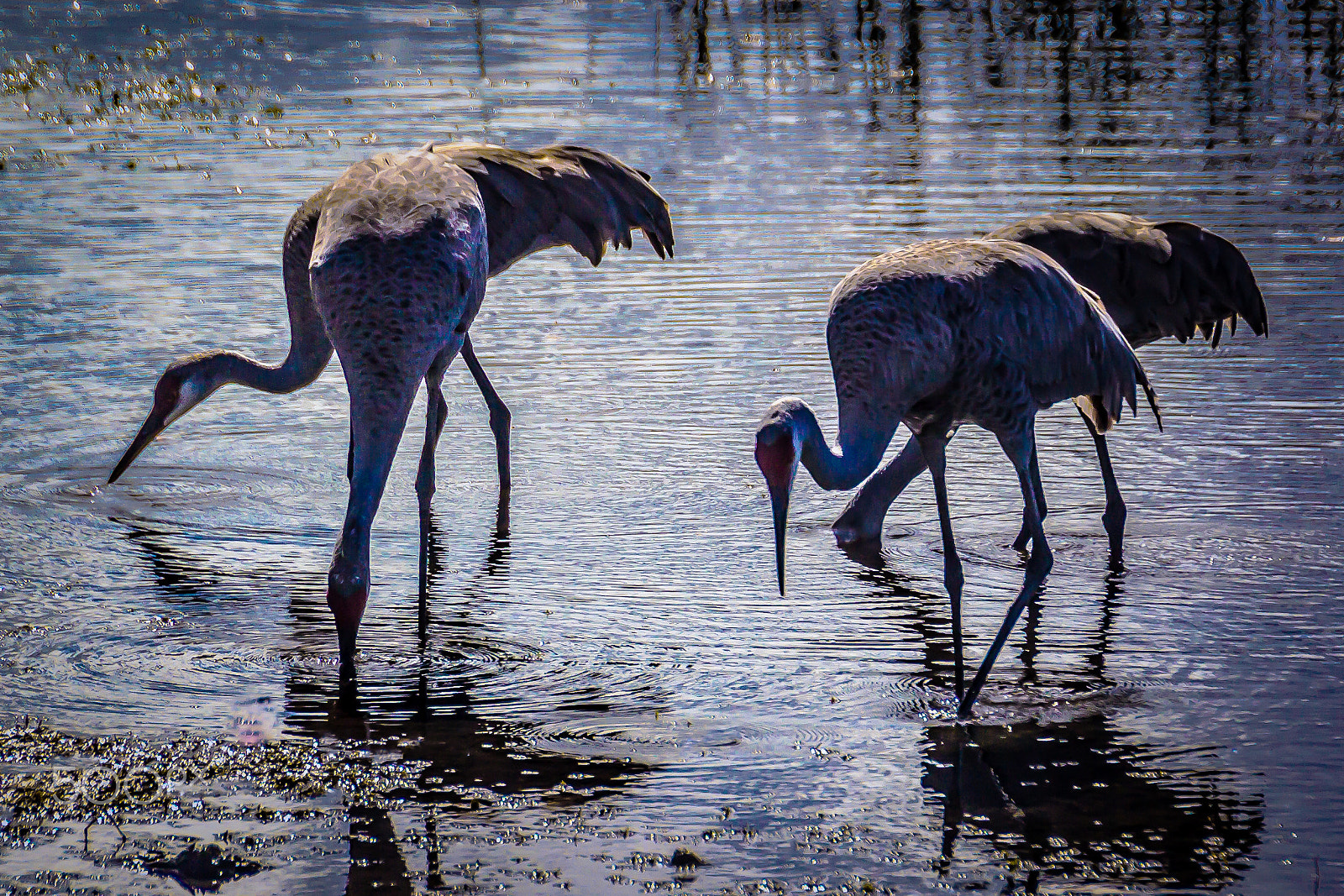 Canon EOS 600D (Rebel EOS T3i / EOS Kiss X5) sample photo. Sandhill cranes 2 photography