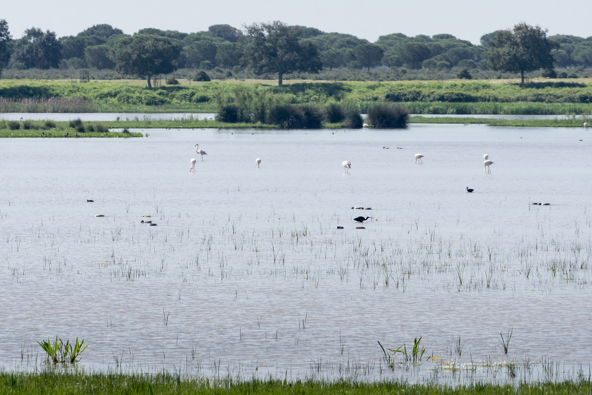 Sony a6000 + Tamron 18-270mm F3.5-6.3 Di II PZD sample photo. Lagoon in el rocio photography