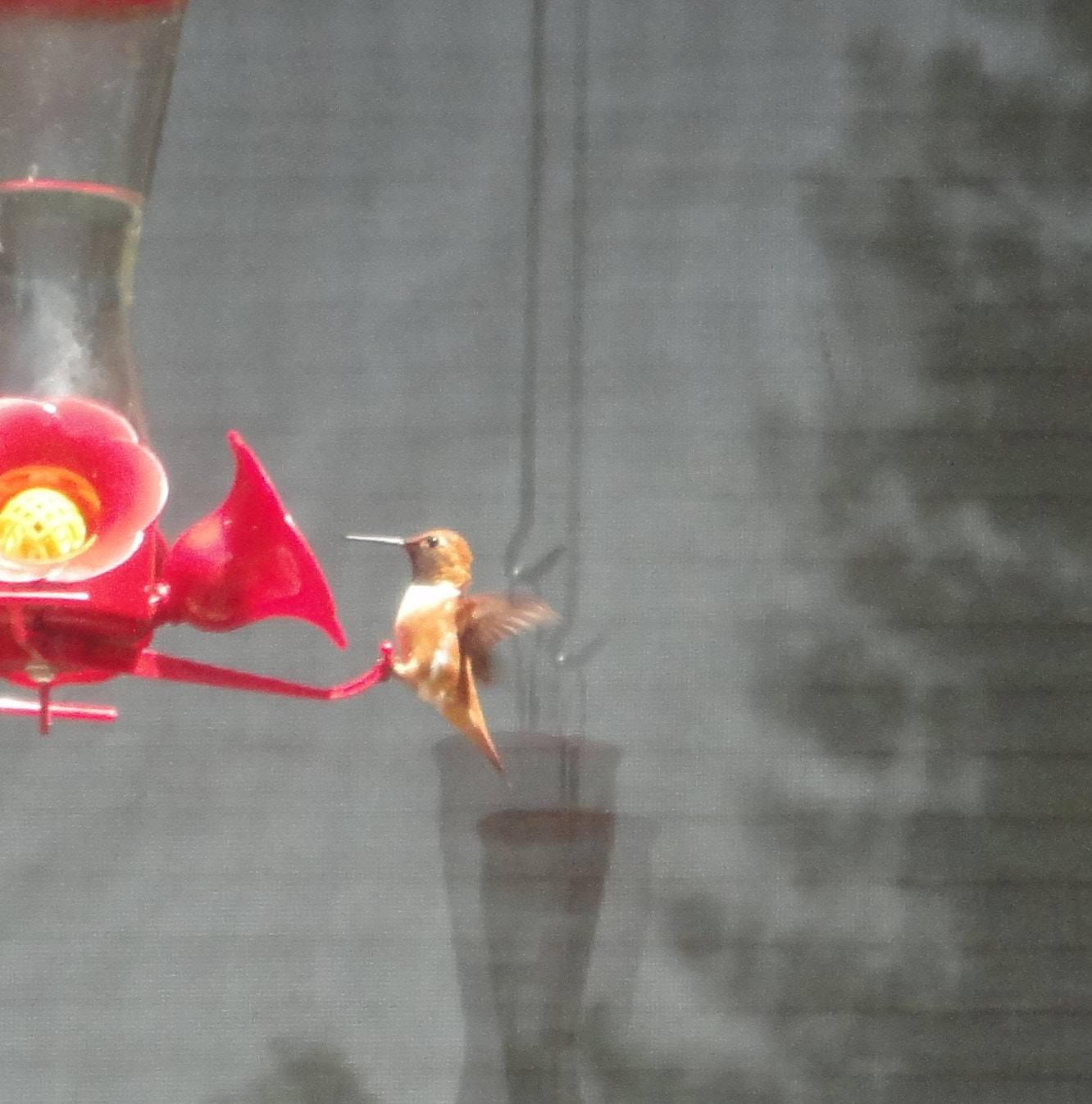 Sony Cyber-shot DSC-W560 sample photo. Hummer photography