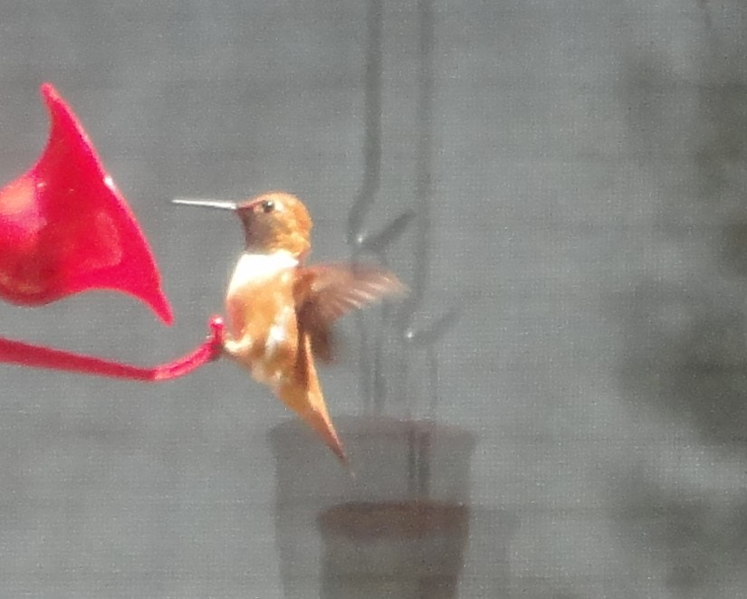 Sony Cyber-shot DSC-W560 sample photo. Hummer photography