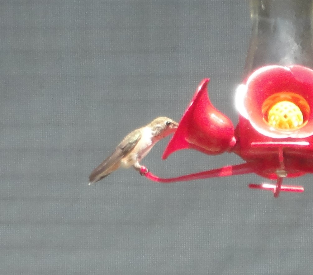 Sony Cyber-shot DSC-W560 sample photo. Hummer photography
