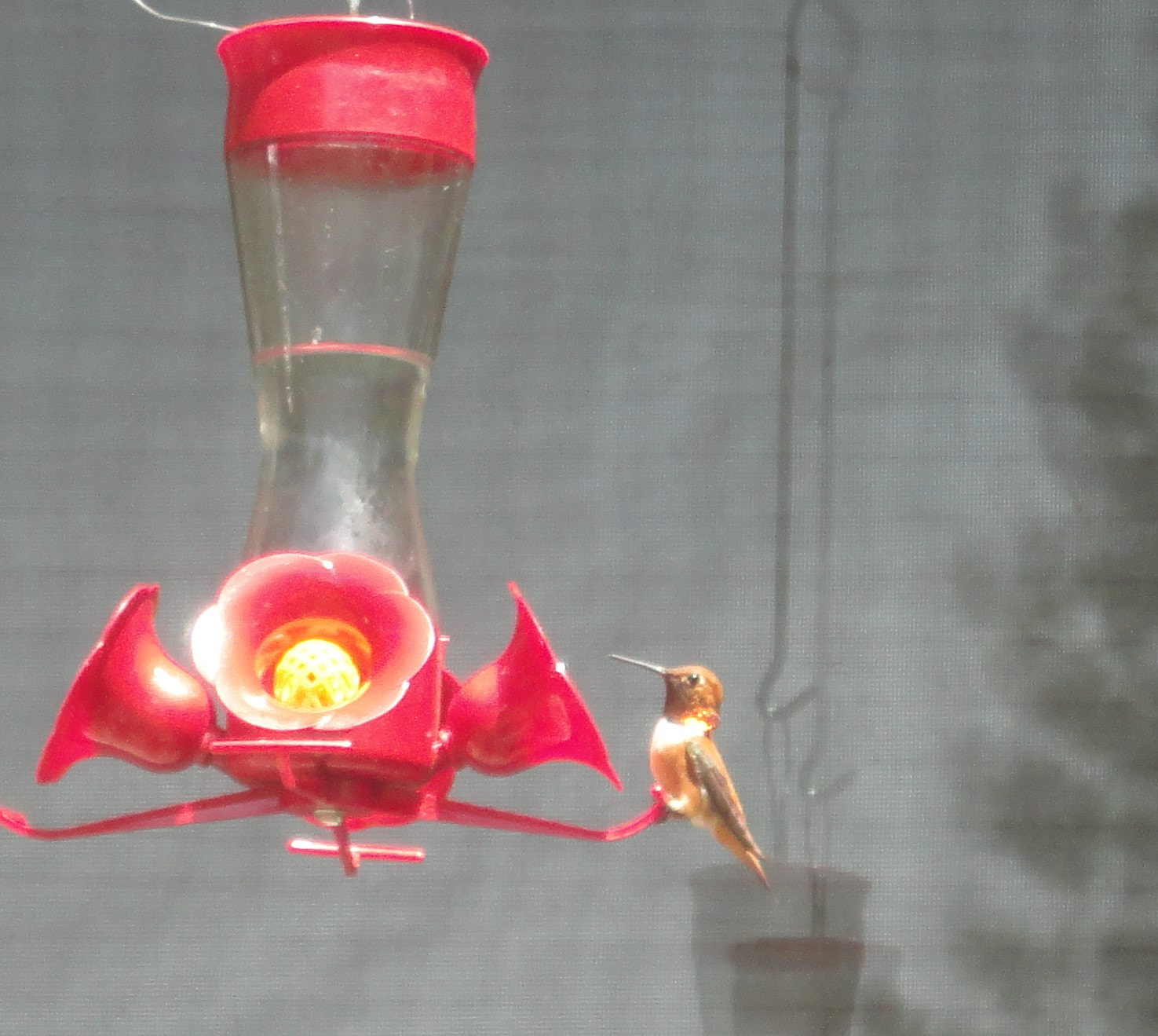Sony Cyber-shot DSC-W560 sample photo. Hummer photography