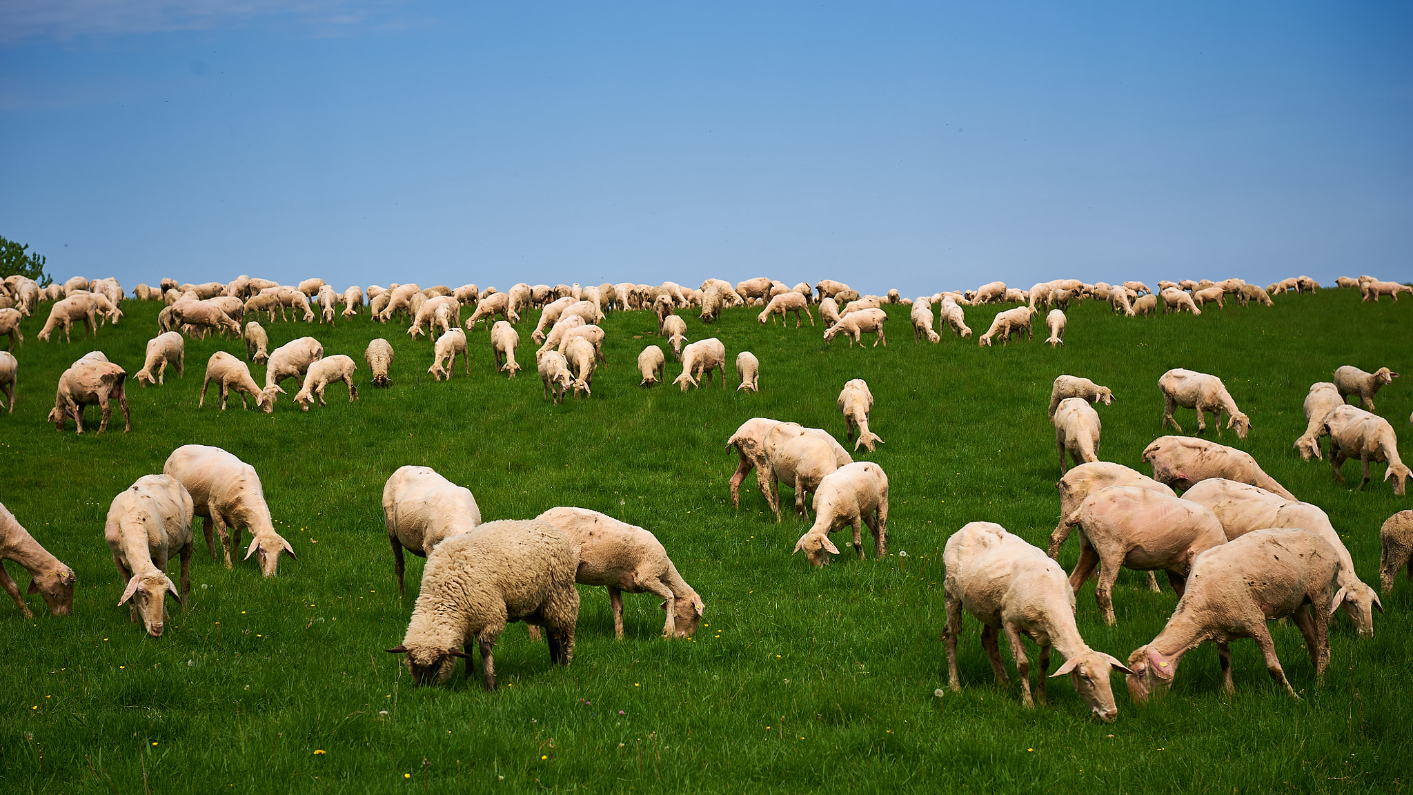 Nikon AF-S Nikkor 24-70mm F2.8G ED sample photo. Sheep photography