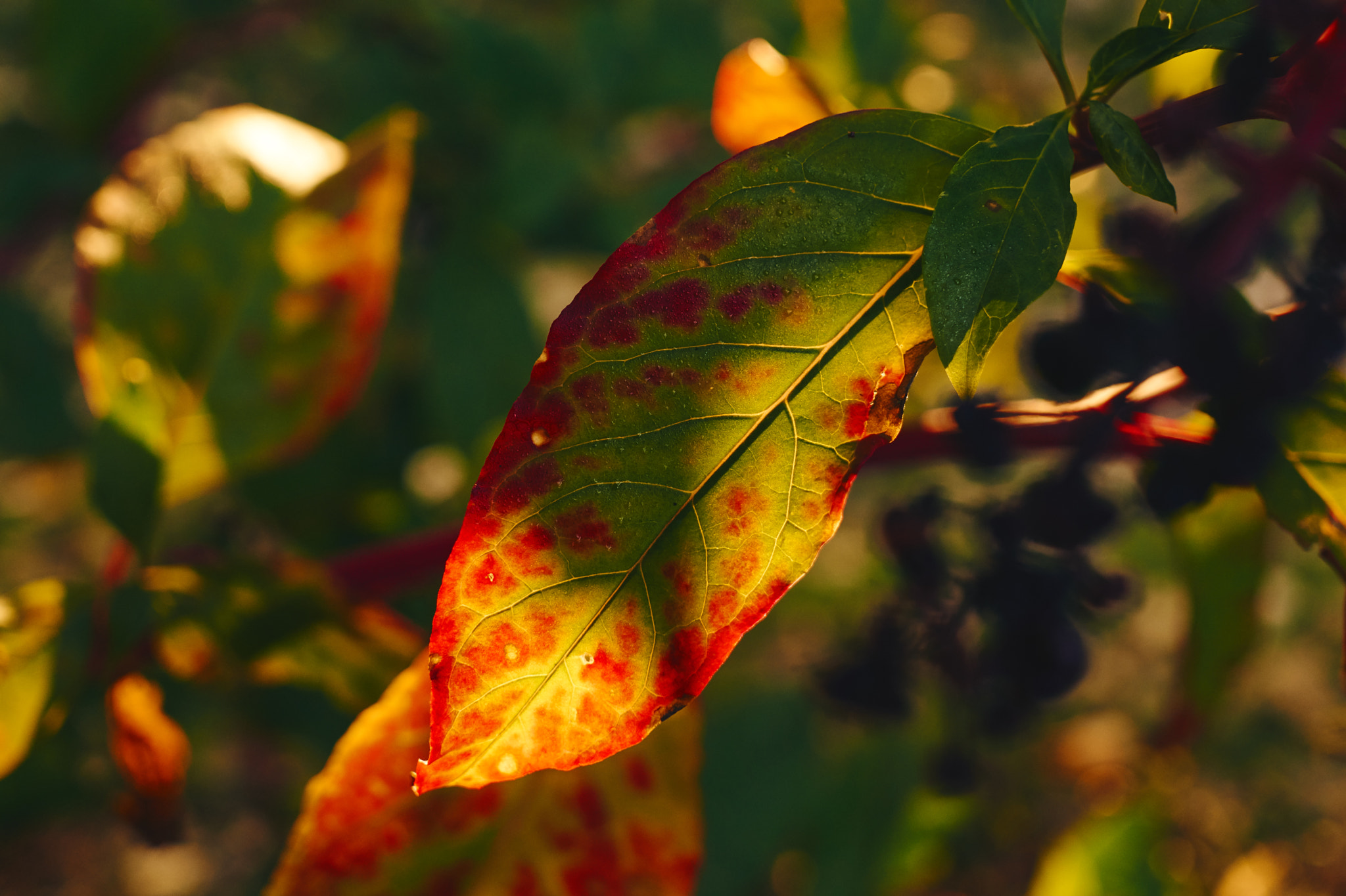 Sigma 30mm F2.8 EX DN sample photo. First light. photography