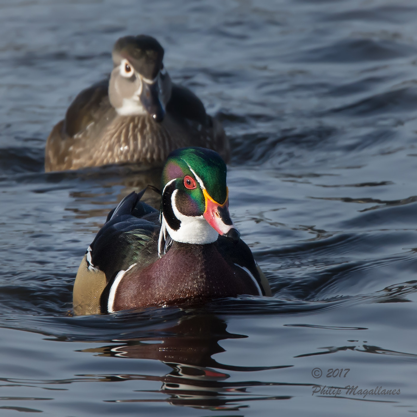 Nikon Nikkor AF-S 300mm F4E PF ED VR sample photo. Wood duck drake and hen photography
