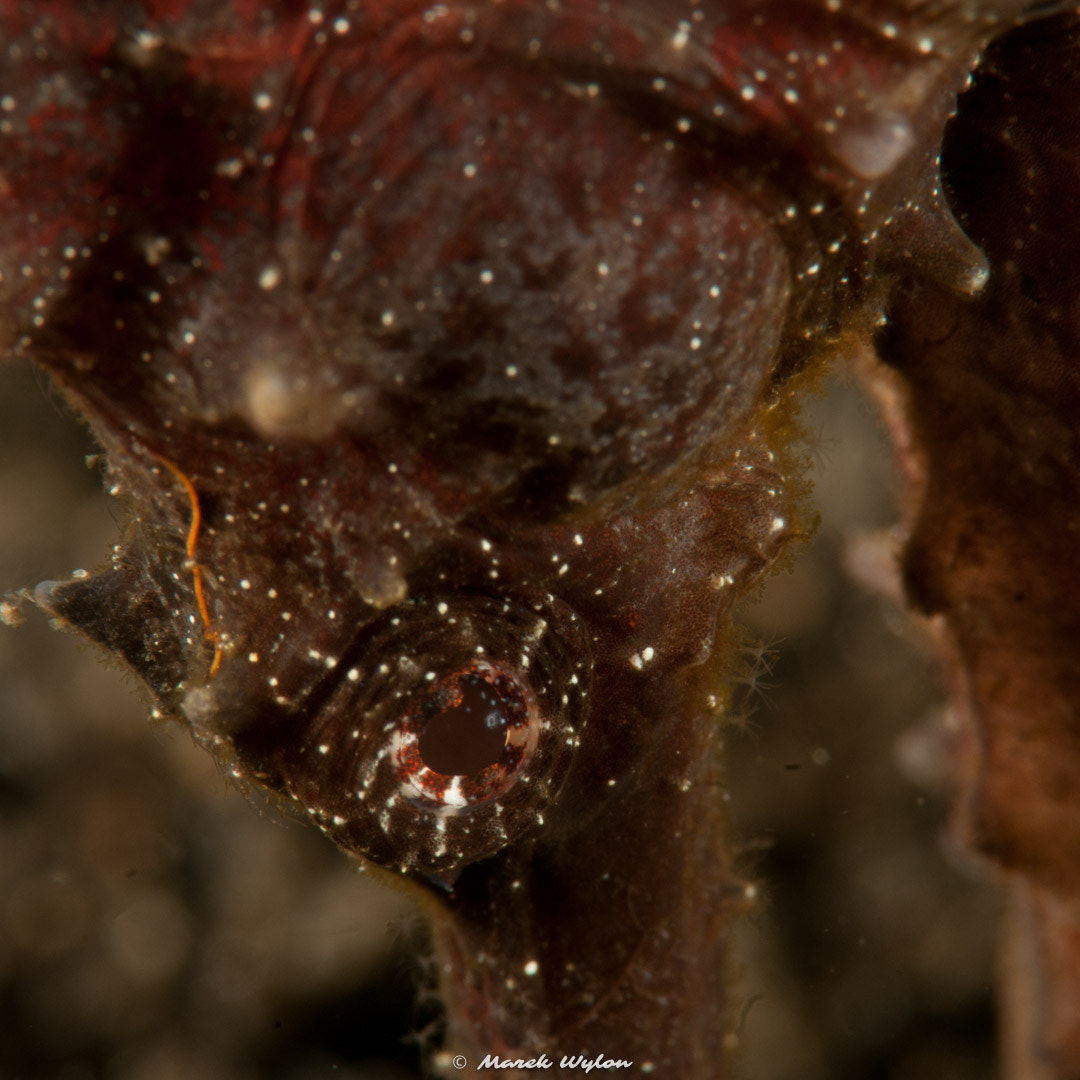 Nikon AF-S Micro-Nikkor 105mm F2.8G IF-ED VR sample photo. Moluccan seahorse | lembeh strait | 2011.10.11 photography
