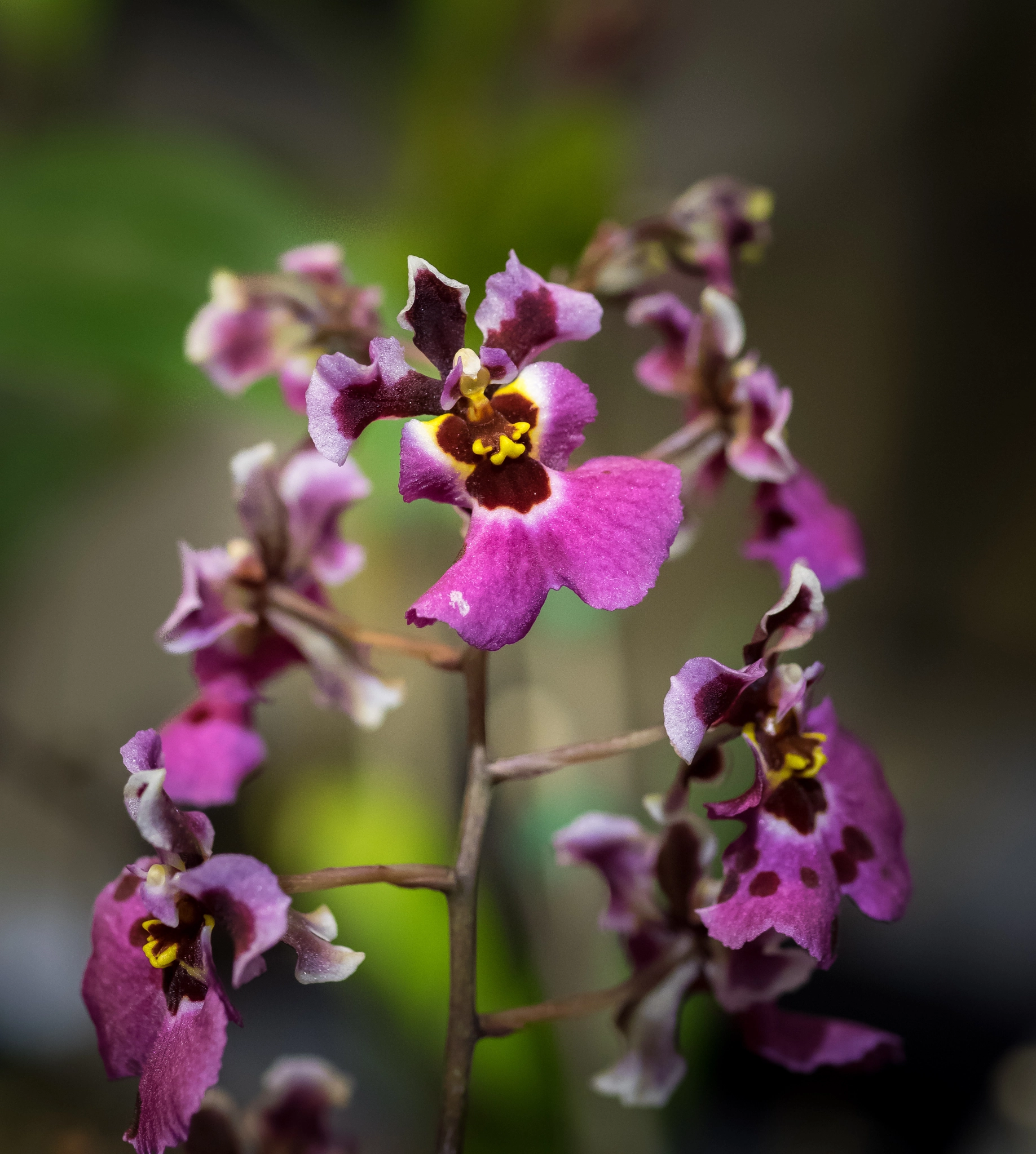 Olympus OM-D E-M1 sample photo. Orchids (tolumnia sp.) photography