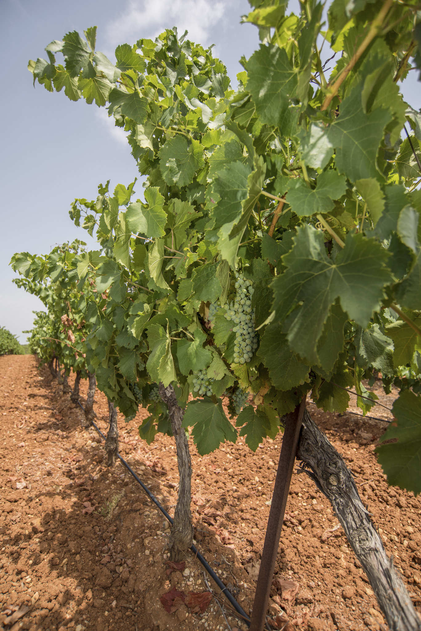 Nikon D810 sample photo. Grapes in bezier photography
