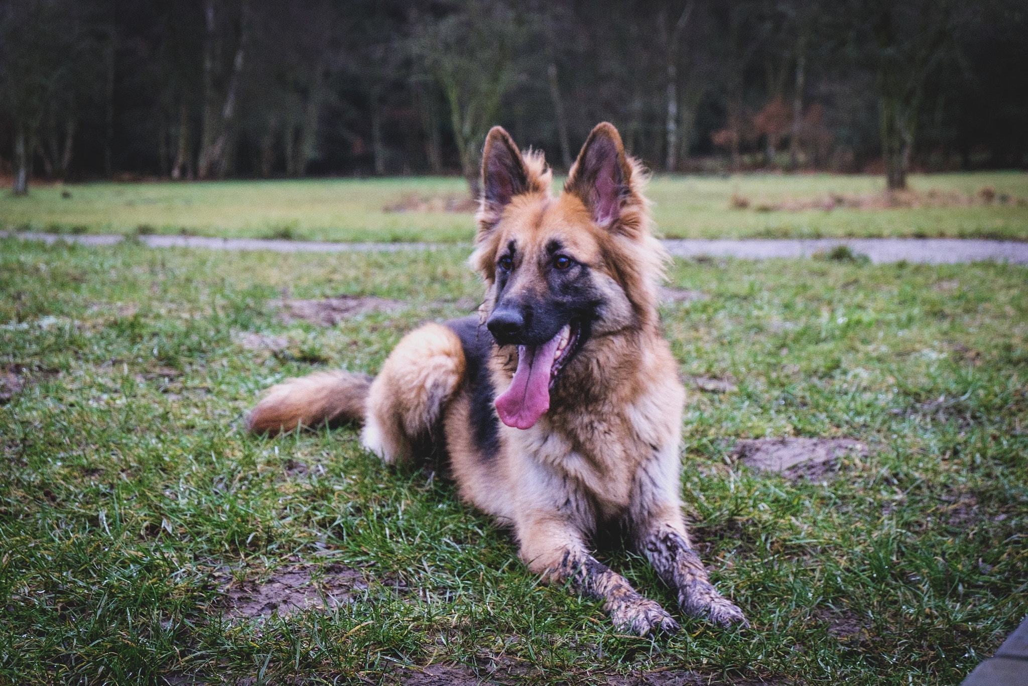 Fujifilm X-T1 + Fujifilm XC 16-50mm F3.5-5.6 OIS II sample photo. Bo the dog photography