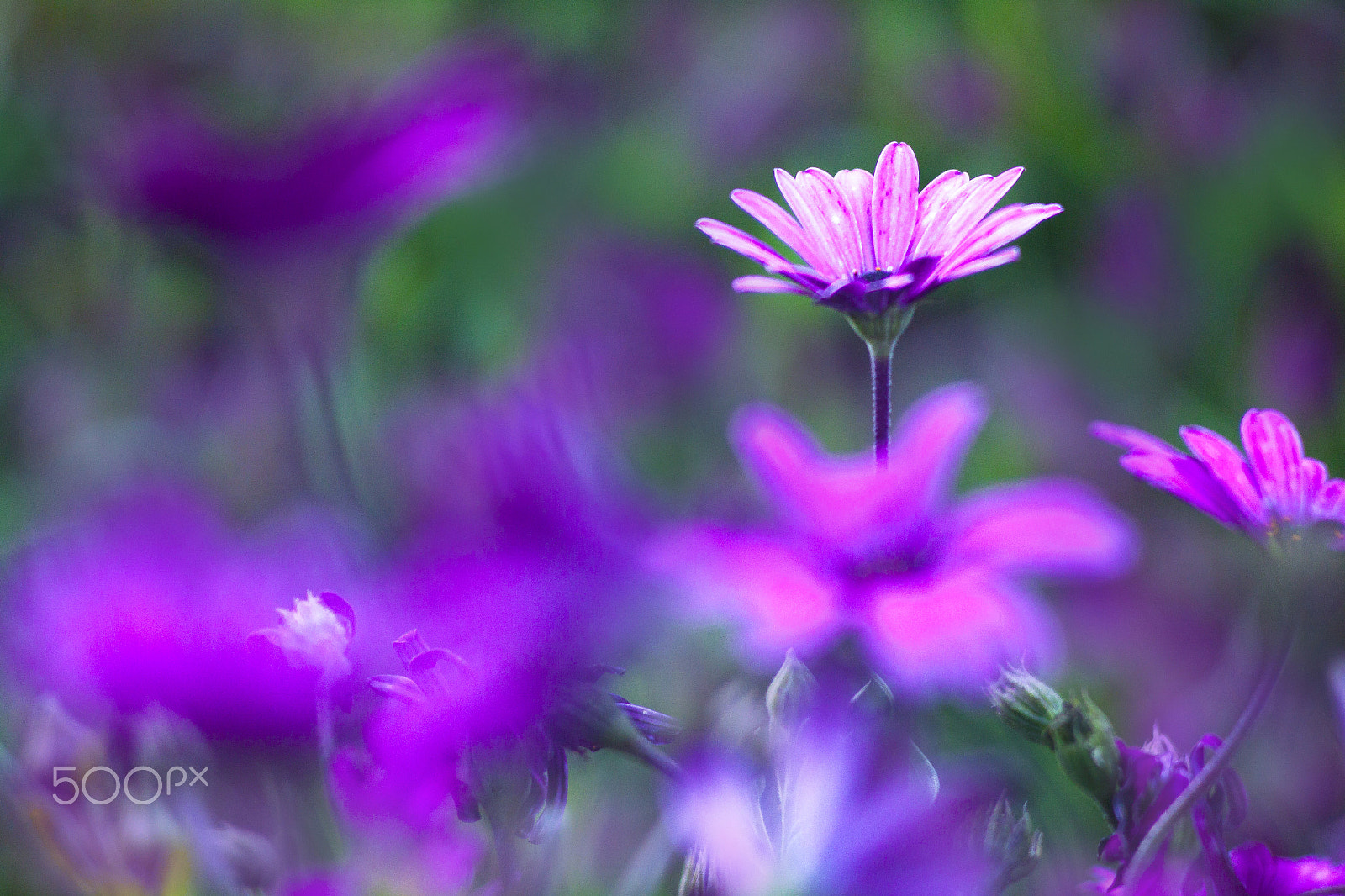 Canon EF 35-80mm f/4-5.6 sample photo. Efimeras photography