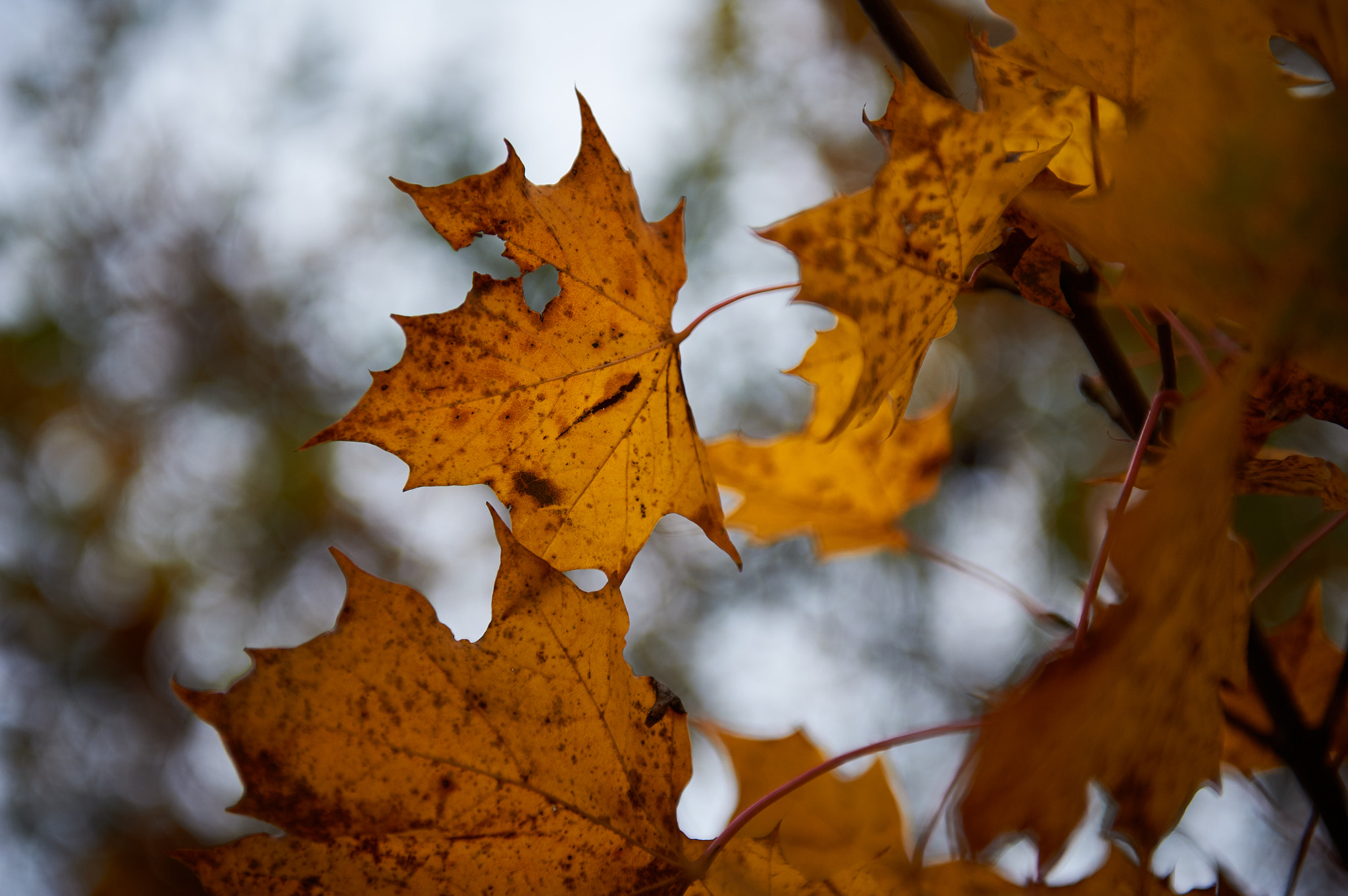 Nikon D700 sample photo. Autumn leaves photography