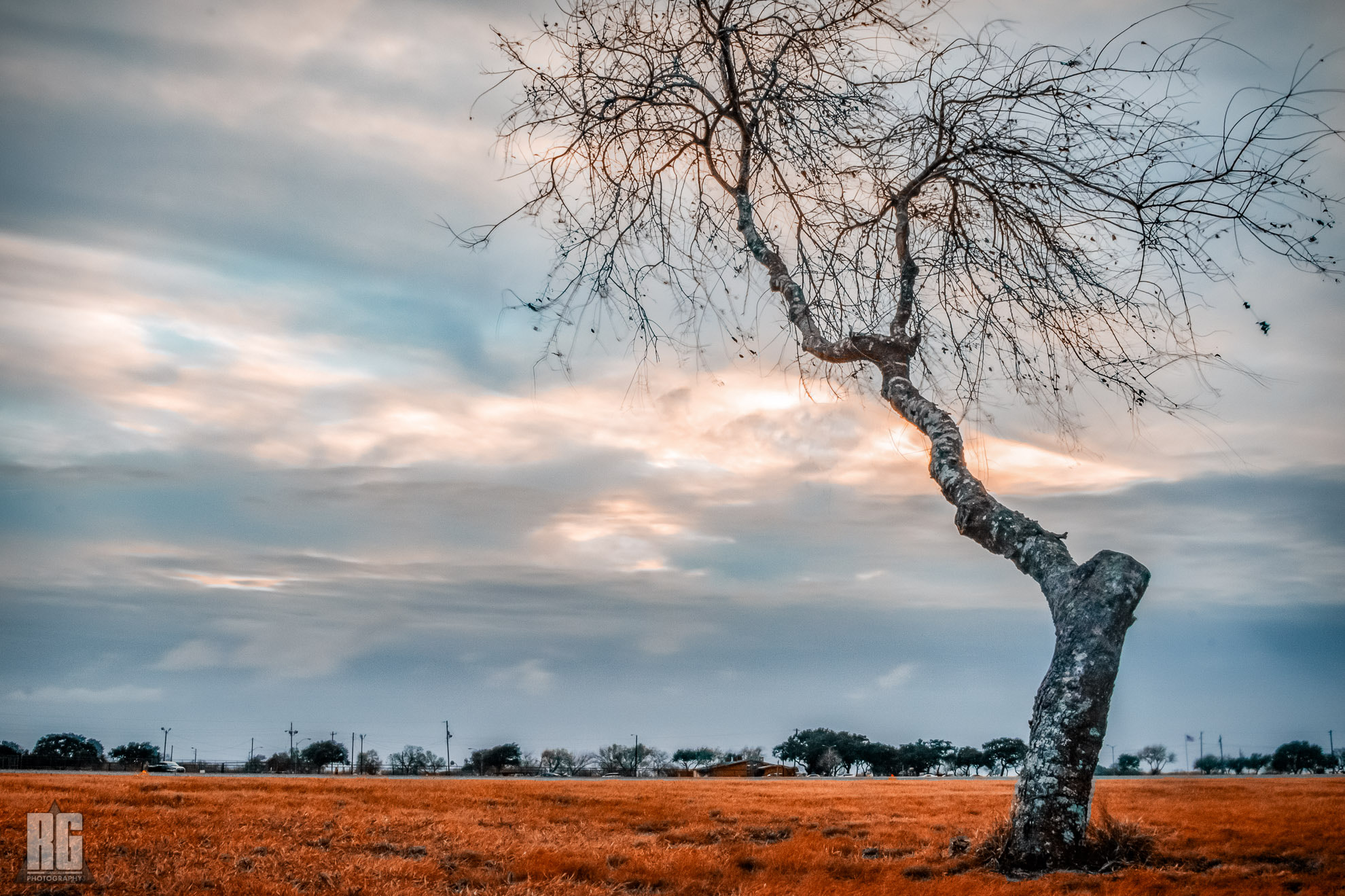Nikon D3200 sample photo. One tree, one field photography