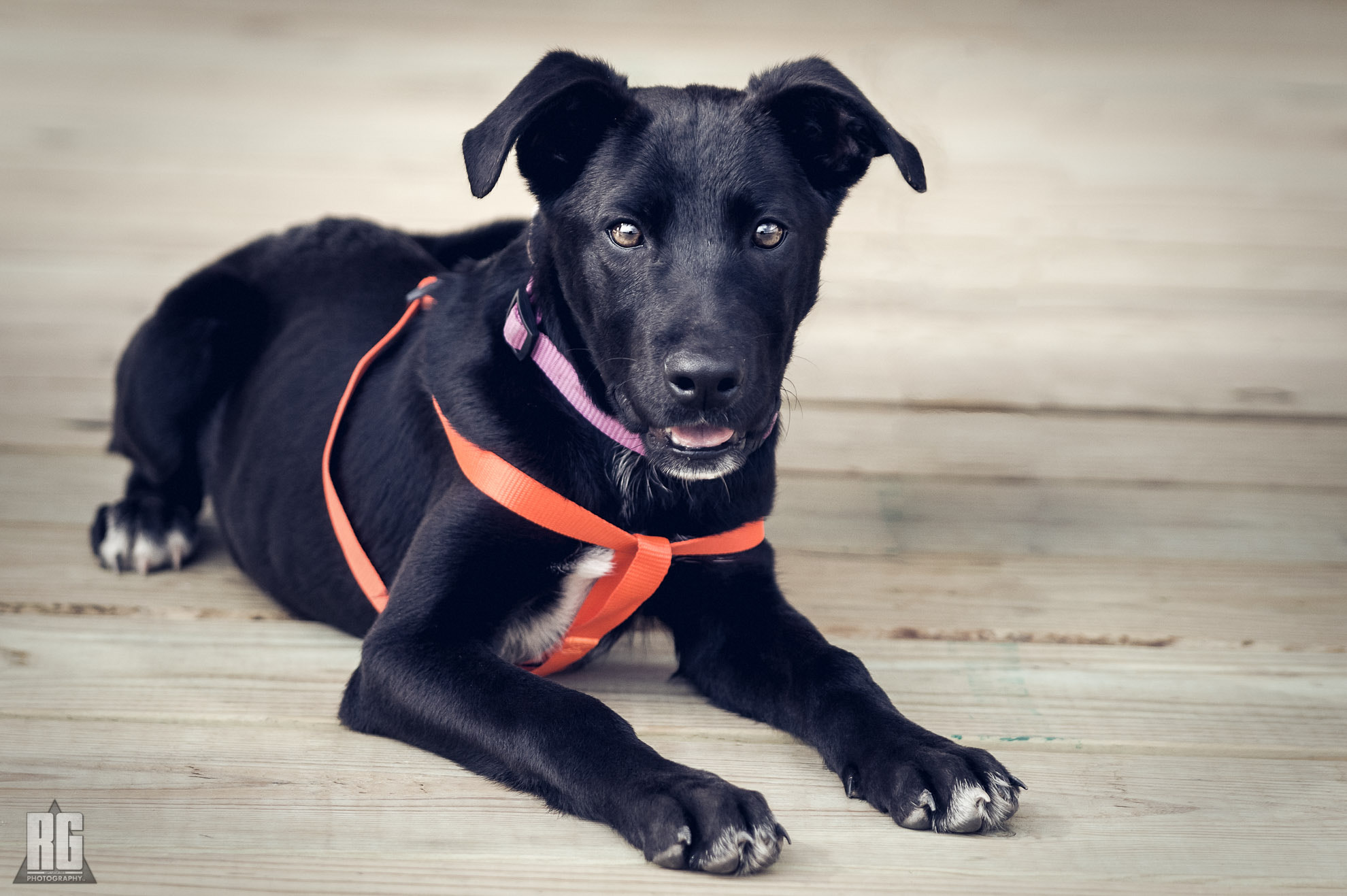 Nikon D3200 sample photo. Xena! photography