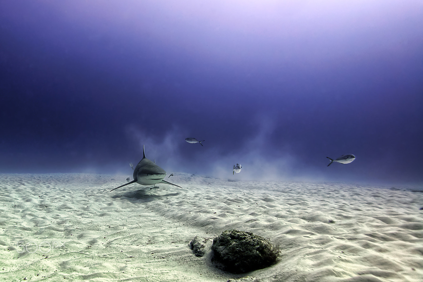 Nikon D800E sample photo. Bull shark in mexico photography