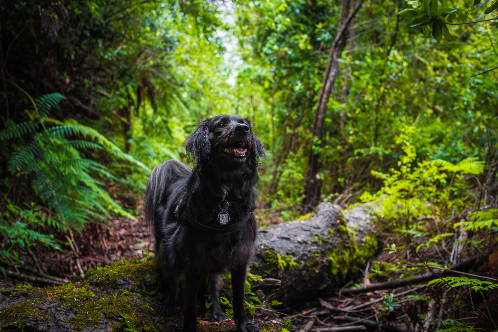 Nikon D750 + Nikon AF Nikkor 35mm F2D sample photo. Chinita in the forest photography