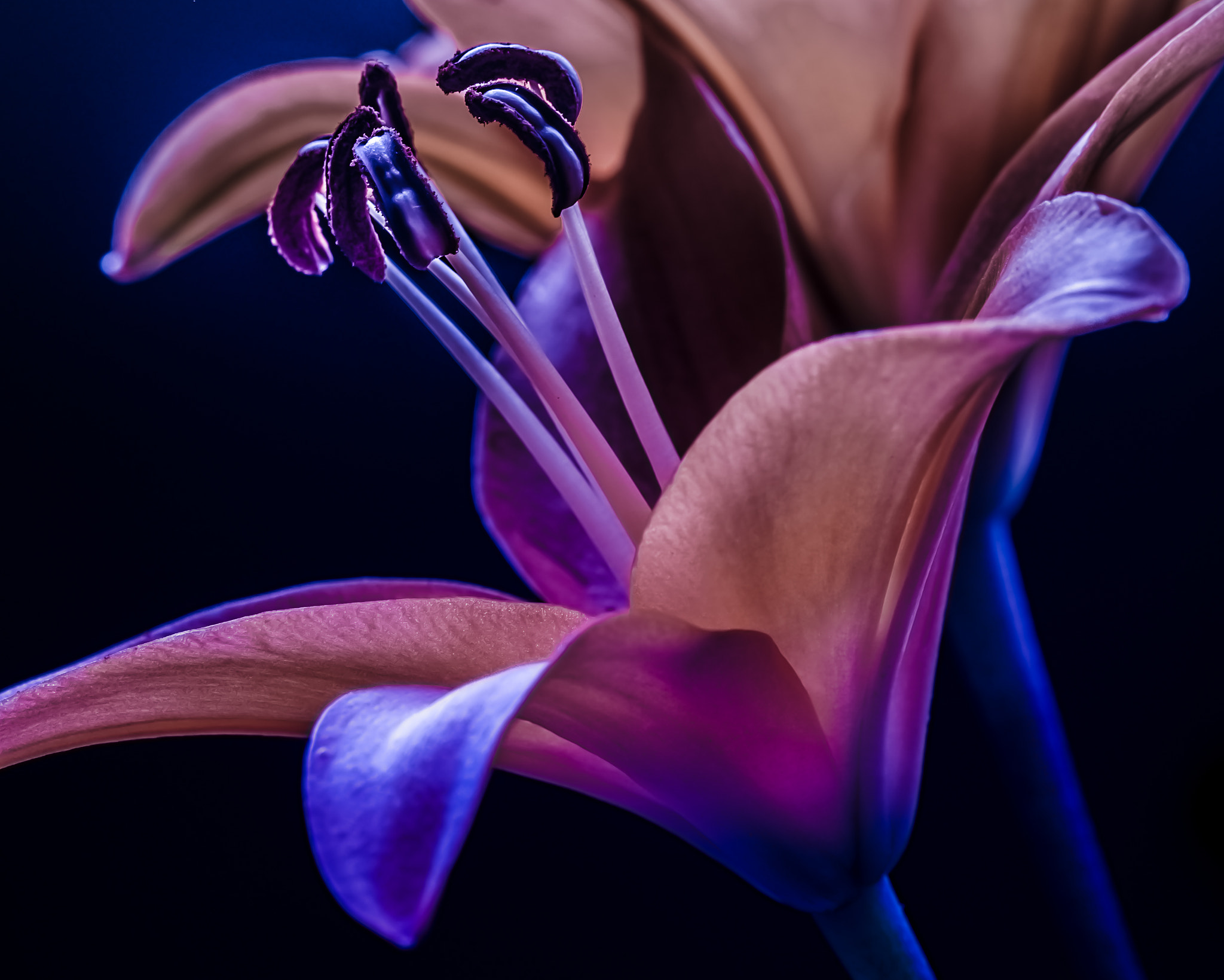 Sigma 105mm F2.8 EX DG OS HSM sample photo. Lilly 005 photography