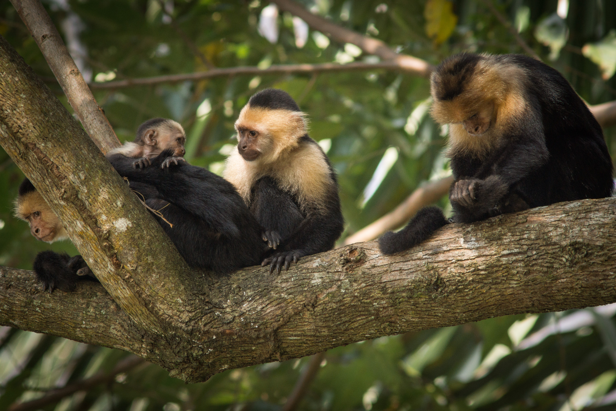 Sony SLT-A77 + Minolta AF 300mm F2.8 HS-APO G sample photo. Family bonding - capuchin, costa rica photography