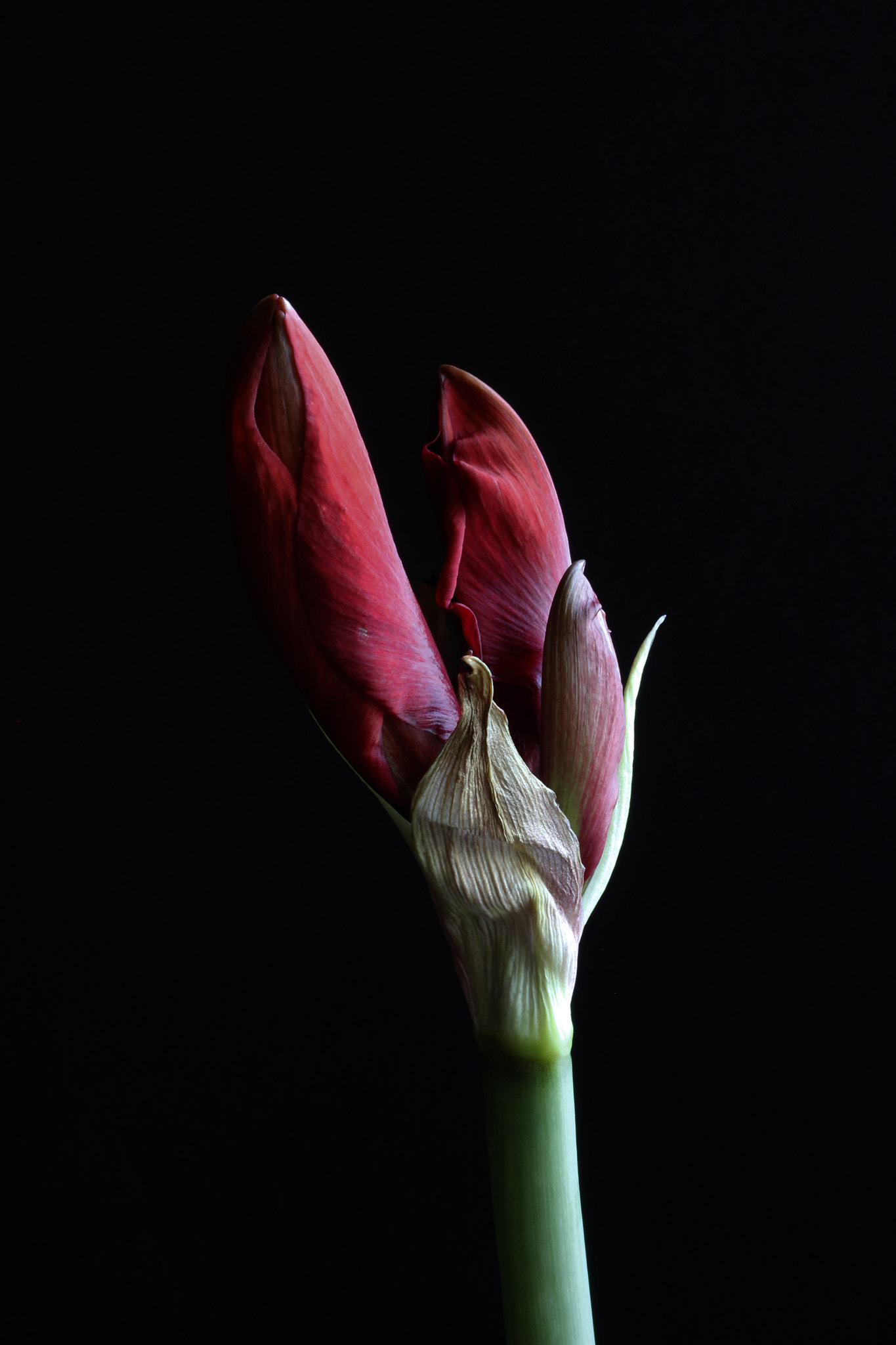 Canon EOS 600D (Rebel EOS T3i / EOS Kiss X5) + Canon EF 50mm F2.5 Macro sample photo. Amaryllis bud photography