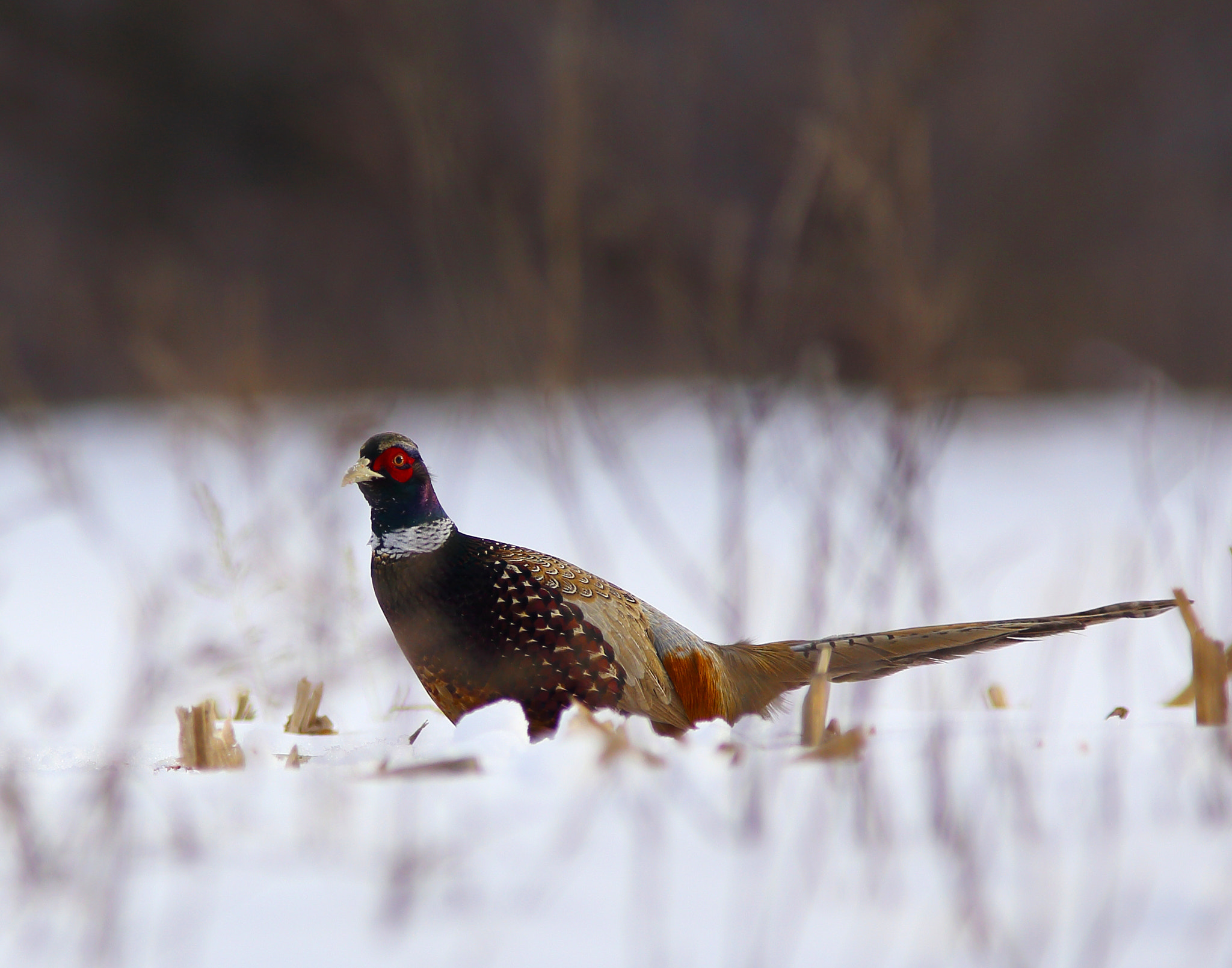 Canon EOS 6D + Canon EF 300mm f/4L + 1.4x sample photo. Rooster in the snow photography