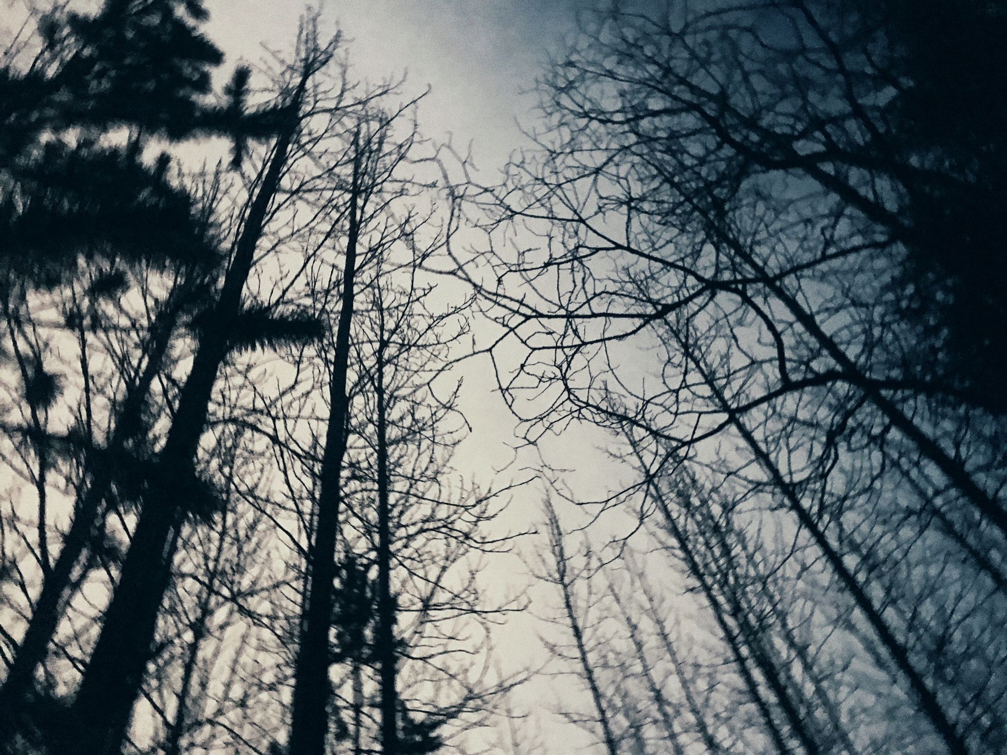 Apple iPhone9,4 sample photo. Evening walk photography
