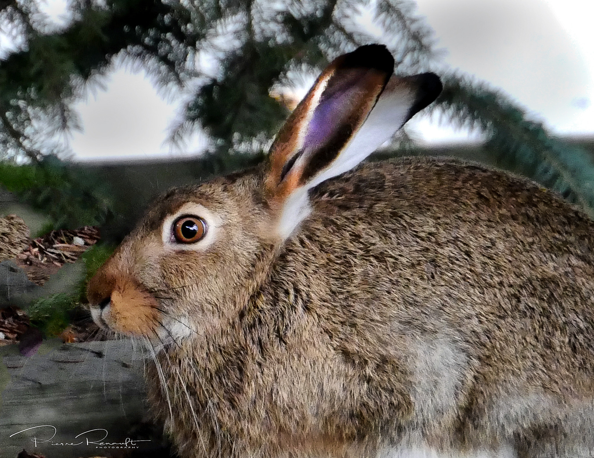 Panasonic Lumix DMC-GH4 sample photo. Rabbit in yard photography