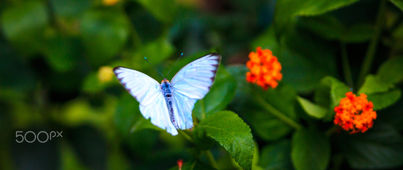 Canon EOS 70D sample photo. White butterfly photography