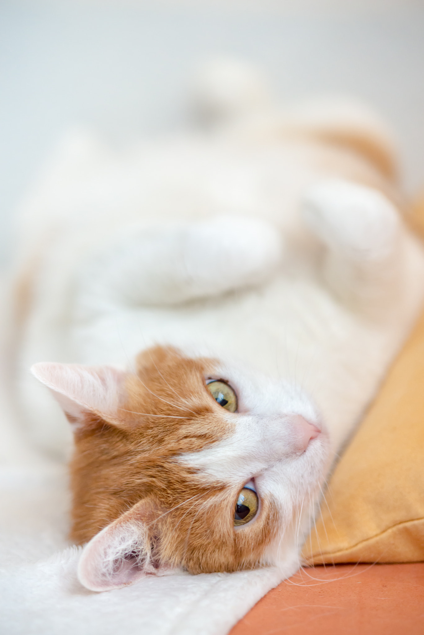 Nikon D610 + AF Micro-Nikkor 105mm f/2.8 sample photo. Cute ginger kitty wallow on couch photography